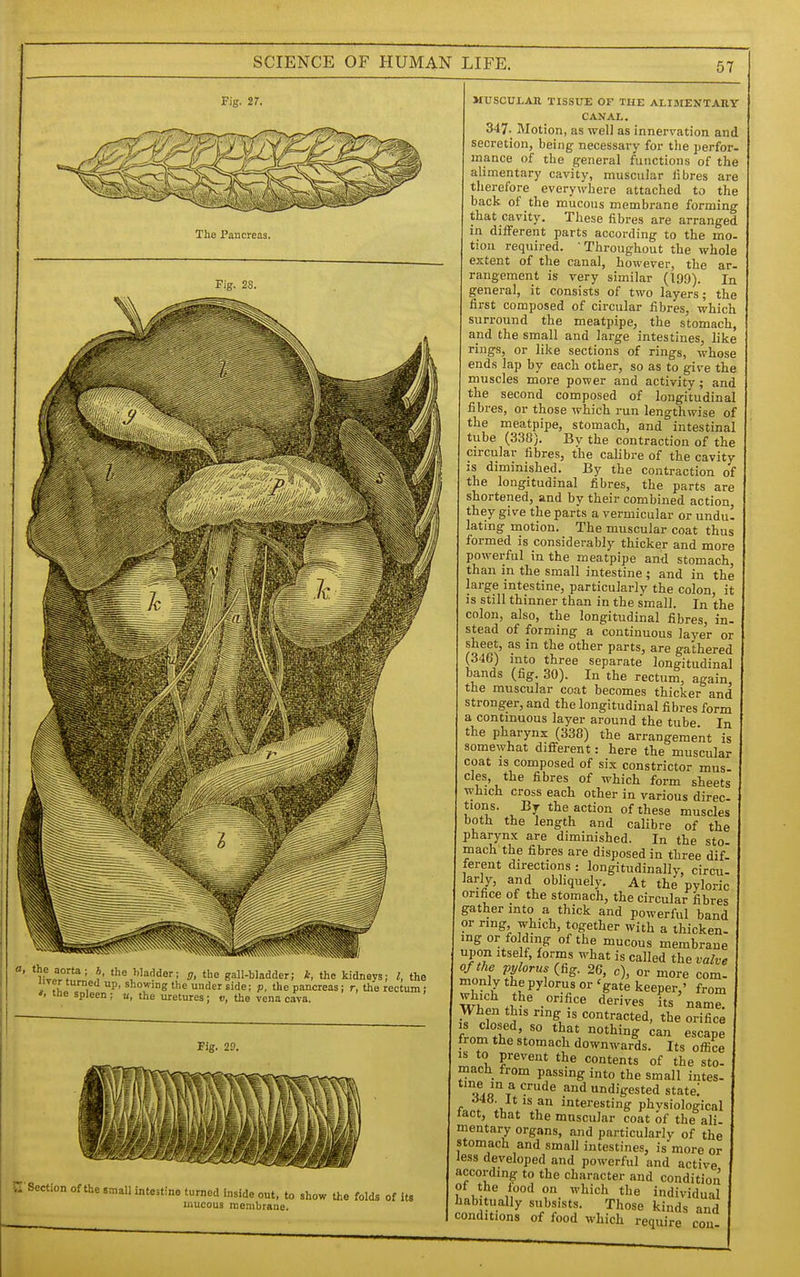 Fig. 27. The Pancreas. Tig. 2S. hJrt^.' '^Waddor; g, the gall-bladder; A, the kidneys; I, the liver turned up, showing the under side; p, the pancreas; r, the rectum; the spleen ; u, the uretures; v, the vena cava. Fig. 20. Section of the small inte; tino turned inside out, to show the folds of its mucous membrane. MUSCULAR TISSUE OF THE ALIMENTARY CANAL. 347. Motion, as well as innervation and secretion, being- necessary for the perfor- mance of the general functions of the alimentary cavity, muscular libres are therefore everywhere attached to the back of the mucous membrane forming that cavity. These fibres are arranged in different parts according to the mo- tion required.  Throughout the whole extent of the canal, however, the ar- rangement is very similar (199). In general, it consists of two layers; the first composed of circular fibres, which surround the meatpipe, the stomach, and the small and large intestines, like rings, or like sections of rings, whose ends lap by each other, so as to give the muscles more power and activity; and the second composed of longitudinal fibres, or those which run lengthwise of the meatpipe, stomach, and intestinal tube (338). By the contraction of the circular fibres, the calibre of the cavity IS diminished. By the contraction of the longitudinal fibres, the parts are shortened, and by their combined action, they give the parts a vermicular or undu' lating motion. The muscular coat thus formed is considerably thicker and more powerful in the meatpipe and stomach, than in the small intestine ; and in the large intestine, particularly the colon, it is still thinner than in the small. In the colon, also, the longitudinal fibres, in. stead of forming a continuous layer or sheet, as in the other parts, are gathered (346) into three separate longitudinal bands (fig. 30). In the rectum, again, the muscular coat becomes thicker and stronger, and the longitudinal fibres form a continuous layer around the tube In the pharynx (338) the arrangement is somewhat different: here the muscular coat IS composed of six constrictor mus- cles, the fibres of which form sheets which cross each other in various direc- tions. By the action of these muscles both the length and calibre of the pharynx are diminished. In the sto- mach the fibres are disposed in three dif- ferent directions : longitudinally, circu- larly, and obliquely. At the pyloric orifice of the stomach, the circular fibres gather into a thick and powerful band or ring which, together with a thicken- ing or folding of the mucous membrane upon itse f, forms what is called the valve of the pylorus (fig. 26, c), or more com- monly the pylorus or 'gate keeper,' from When this ring ,s contracted, the orifice from the stomach downwards. Its office IS to prevent the contents of the sto- mach from passing into the small intes- ^^^'^t'^ ^^ ^'^ undigested state! itis an interesting phvsiological lact, tbat the muscular coat of the ali- mentary organs, and particularly of the stomach and small intestines, is more or less developed and powerful and active according to the character and condition 1 u- 1°^ '^'^^'^^ tl^e individual habitually subsists. Those kinds and conditions of food which require con