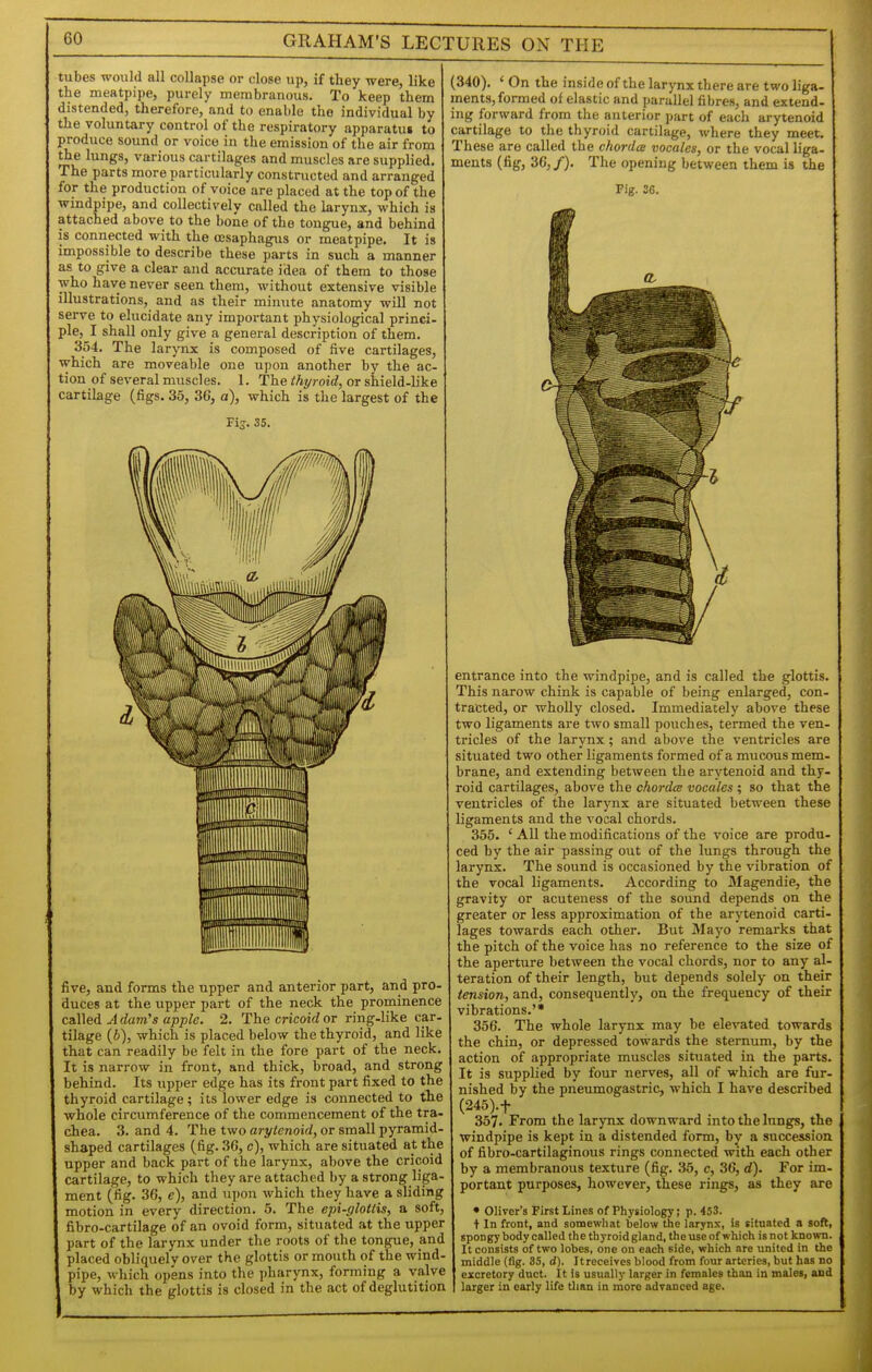 tubes would all collapse or close up, if they were, like the meatpipe, purely membranous. To keep them distended, therefore, and to enable the individual by the voluntary control of the respiratory apparatui to produce sound or voice in the emission of the air from the lungs, various cartilages and muscles are supplied. The parts more particularly constructed and arranged for the production of voice are placed at the top of the windpipe, and collectively called the krynx, which is attached above to the bone of the tongue, and behind is connected with the cesaphagus or meatpipe. It is impossible to describe these parts in such a manner as to give a clear and accurate idea of them to those who have never seen them, without extensive visible illustrations, and as their minute anatomy will not serve to elucidate any important physiological princi- ple, I shall only give a general description of them. 354. The larynx is composed of five cartilages, which are moveable one upon another by the ac- tion of several muscles. 1. The thyroid, or shield-like cartilage (figs. 35, 36, a), which is the largest of the Fir. 35. five, and forms the upper and anterior part, and pro- duces at the upper part of the neck the prominence called A dam's apple. 2. The cricoid or ring-like car- tilage (ft), which is placed below the thyroid, and like that can readily be felt in the fore part of the neck. It is narrow in front, and thick, broad, and strong behind. Its upper edge has its front part fixed to the thyroid cartilage ; its lower edge is connected to the whole circumference of the commencement of the tra- chea. 3. and 4. The two arytenoid, or small pyramid- shaped cartilages (fig. 36, c), which are situated at the upper and back part of the larynx, above the cricoid cartilage, to which they are attached by a strong liga- ment (fig. 36, e), and upon which they have a sliding motion in every direction. 5. The epi-glottis, a soft, fibro-cartilage of an ovoid form, situated at the upper part of the larynx under the roots of the tongue, and placed obliquely over the glottis or mouth of the wind- pipe, which opens into the pharynx, forming a valve by which the glottis is closed in the act of deglutition (340). ' On the inside of the larynx there are two liga- ments, formed of elastic and parallel fibres, and extend- ing forward from the anterior part of each arytenoid cartilage to the thyroid cartilage, where they meet. These are called the chorda vocales, or the vocal liga- ments (fig, 36,/). The opening between them is the Fig. 36. entrance into the windpipe, and is called the glottis. This narow chink is capable of being enlarged, con- tracted, or wholly closed. Immediately above these two ligaments are two small pouches, termed the ven- tricles of the larynx ; and above the ventricles are situated two other ligaments formed of a mucous mem- brane, and extending between the arytenoid and thy- roid cartilages, above the chordts vocales ; so that the ventricles of the larynx are situated between these ligaments and the vocal chords. 355. ' All the modifications of the voice are produ- ced by the air passing out of the lungs through the larynx. The sound is occasioned by the vibration of the vocal ligaments. According to Magendie, the gravity or acuteness of the sound depends on the greater or less approximation of the arytenoid carti lages towards each other. But Mayo remarks that the pitch of the voice has no reference to the size of the aperture between the vocal chords, nor to any al teration of their length, but depends solely on their tension, and, consequently, on the frequency of their vibrations.'* 356. The whole larynx may be elevated towards the chin, or depressed towards the sternum, by the action of appropriate muscles situated in the parts It is supplied by four nerves, all of which are fur. nished by the pneumogastric, which I have described (245).t 357. From the larynx downward into the lungs, the windpipe is kept in a distended form, by a succession of fibro-cartilaginous rings connected with each other by a membranous texture (fig. 35, c, 36, d). For im- portant purposes, however, these rings, as they are • Oliver's First Lines of Physiology; p. 453. t In front, and somewhat below the larynx, is situated a soft, spongy body called the thyroid gland, tlie use of which is not known. It consists of two lobes, one on each side, which arc united in the middle (fig. 35, d). Itreceives blood from four arteries, but has no excretory duct. It is usually larger in females than in males, and larger in early life than in more advanced age.