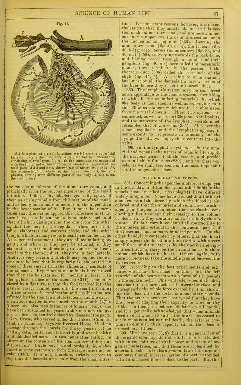 Fig. «. A A is apiece of a small intestine; b bh b are the superficial lacteals; c c c is the mesentery, a delicate but firm membrane, consisting of two laj'ers, by yfhich the intestines are connected witn the spine, and within the folds of which the deep-seated lao- teals pass; d d d and e e e, the two sets of absorbent glands; //, the receptacle of the chyle; g, the thoraoic duct; t i, the lym- phatics, coming from different parts of the body; A, the aorta, the great artery. the mucous membrane of the alimentary canal, and principally from the mucous membrane of the small intestine. Indeed, physiologists generally speak of them as arising wholly from this section of the canal, and as being much more numerous in the upper than in the lower portion of it. But it must be remem- bered that there is no appreciable difference in struc- ture between a lacteal and a lymphatic vessel, and that aU which distinguishes the one from the other is, that the one, in the regular performance of its office, elaborates and conveys chyle, and the other lymph, which in many respects nearly resembles chyle. As a general statement, they are all assimilating or- gans ; and wherever they may be situated, if they elaborate chyle from alimentary substances, and con- vey it to the thoracic duct, they are in fact lacteals. And it is very certain that chyle may be, and there is reason to believe that it regularly is, elaborated by some of these vessels from the alimentary contents of the stomach. Experiments on animals have proved that they can be sustained for months at least with the pyloric orifice of the stomach (341) completely closed by a ligature, so that the food received into the gastric cavity cannot pass into the small intestine; but the process of chymification and chyUfication are effected by the stomach and its lacteals, and the excre- mentitious matter is evacuated by the mouth (471). There have also been instances of human beings who have been sustained for years in this manner, the py- loric orifice being entirely closed by diseaseof the parts. ' Gen. Grose, who served under the Duke of Cumber, land, in Flanders,' says Sir Everard Home, ' had no passage through the bowels for thirty years ; yet he had a good appetite, and ate heartily,and was ahealthy and able-bodied man. In two hours after eating, he threw up the contents of liis stomach remaining un- disposed of.' Chyle may be, and probably is, elabo- rated to some extent also from the large intestine, or colon (.Ti8). It is not, therefore, strictly correct to say that the lacteals arise only from the small intes- tine. For important reasons, however, it is never- theless true that they mostly abound in this sec- tion of the alimentary canal, and are most numer- ous in the upper two thirds of this section, or in the duodenum and jejunum (338). Leaving the alimentary canal (fig. 40, a a a), the lacteals (fig. 4(), b proceed across the mesentery (fig. 33, and 46, 0 c) (350), converging towards the back-bone, and having passed through a number of their ganglions (fig. 4G. d e) here called the mesenteric glands, they terminate in the portion of the thoracic duct (386) called the receptacle of the chyle (fig. 45, /). According to some anatom- ists, most or all the lacteals traverse a portion of the liver before they reach the thoracic duct. 389. The lymphatic system may be considered as an appendage to the venous system, furnishing it with all the assimilating materials by which Ae body is nourished, as well as conveying to it the efl!ete substances which are to be eliminated from the vital domain. These two systems are connected, as we have seen (386), at several points, and the structure of the lymphatic vessels much resembles that of the veins (385). Moreover the venous capillaries and the lymphatics appear, to some extent, to reciprocate in function, and the lymphatics always empty their contents into the veins. 390. In the lymphatic system, as in the arte- rial and venous, the nerves of organic life supply the nervous tissue of all the vessels, and preside over all their functions (230) ; and in these ves- sels, as we shall see, some of the most important vital changes take place. THE CIUCULATING FORCES. 391. Concerning the agencies and forces employed in the circulation of the blood, and other fluids in the vessels just described, physiologists have difl^^ered widely in opinion. Some have asserted that the heart alone exerts all the force by which the blood is cir- culated, and that the arteries and veins have no other agency in the general function than as elastic, con- ducting tubes, to adapt their capacity to the volume of blood which they contain ; and accordingly the ad- vocates of this theory have denied all contractility to the arteries, and estimated the contractile power of the heart as equal to many hundred pounds. On the other hand, it is contended by others, that the heart simply injects the blood into the arteries with a very smaU force, and the arteries, by their active and vigo- rous contraction, carry on the circulation as in those animals which have no heart. Others, again, with more correctness, take the middle ground between the two extremes 392. According to the best experiments and esti- mates which have been made on this point, the left ventricle of the heart acts with a force of six pounds on the square inch. This ventricle, when distended, has about ten square inches of internal surface, and consequently the whole force exerted by it in throw- ing the blood into the aorta, is about sixty pounds. That the arteries are very elastic, and that they have the power of adapting their capacity to the quantity of blood in them, is I believe admitted on all hands ; and it is generally acknowledged that when animals bleed to death, and also after tlie heart has ceased to act in what is called natural death, the arteries con- tinue to diminish their capacity till all the blood is pressed out of them. 393. We have seen (376) that it is a general law of the organic economy, that all vital action is attended with an expenditure of vital power and waste of or- ganized substance, and that these are replenished by arterial blood. It is also a general law of the organic economy, that all increased action of a part is attended with an increased flow of blood to the part. But this