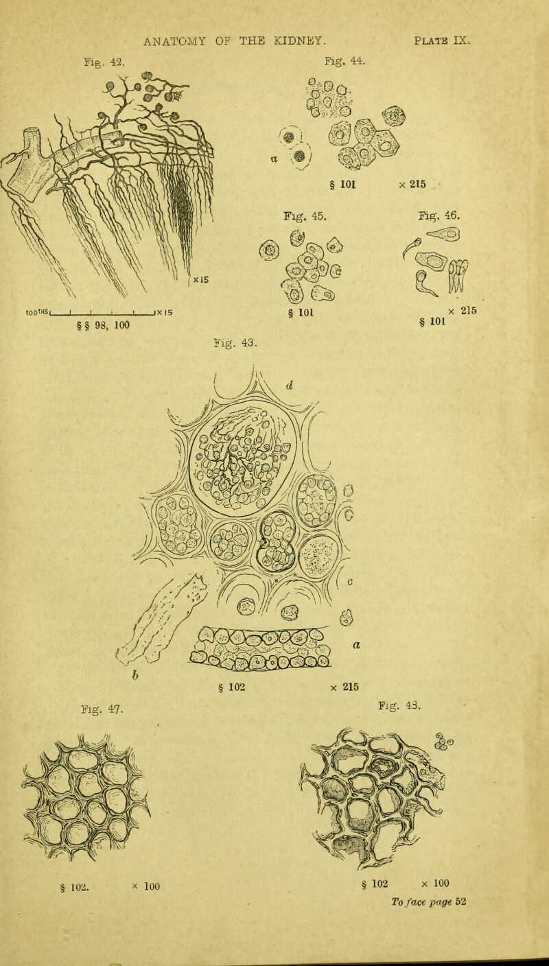 ANATOMY OF THE KIDNEY. PLATE IX. Fig. 42. Fig. 44. b ®3 101 X 215 § § 98, 100 Fig. 45. § 101 Fig. 46. 215 101 X 215 Fig. 47. Fig. 43. 102. X 100 § 102 X 100 To face page 52