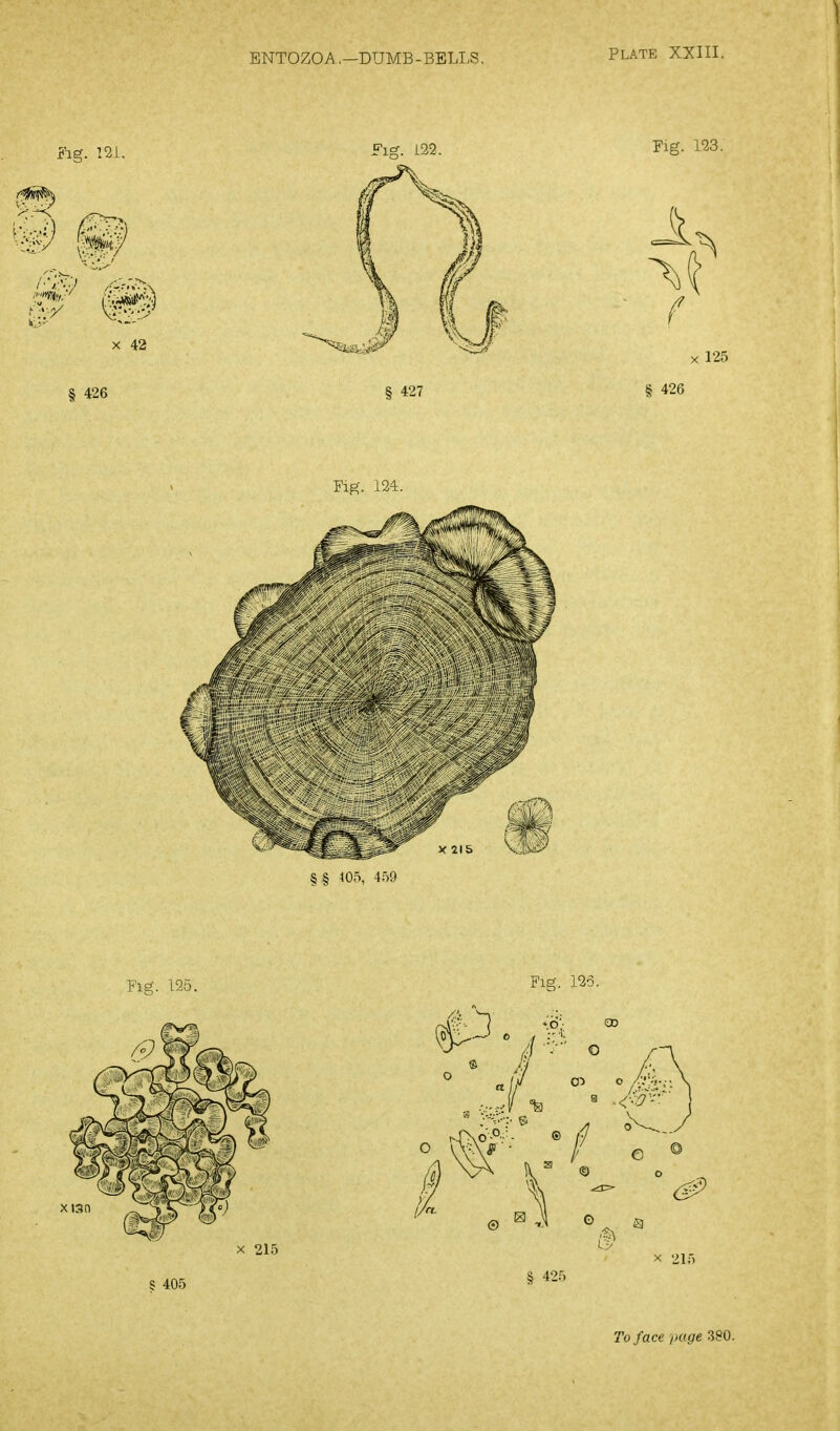 ENTOZOA.—DUMB-BELI-S. PLATE XXIII. Fi^. 121. Fi^. 122. Fig. 123. A. § 427 426 Fig. 124. V2I& % § § 105, 215 Fig. 123. o ■ l; 1 : 5 405 § 425