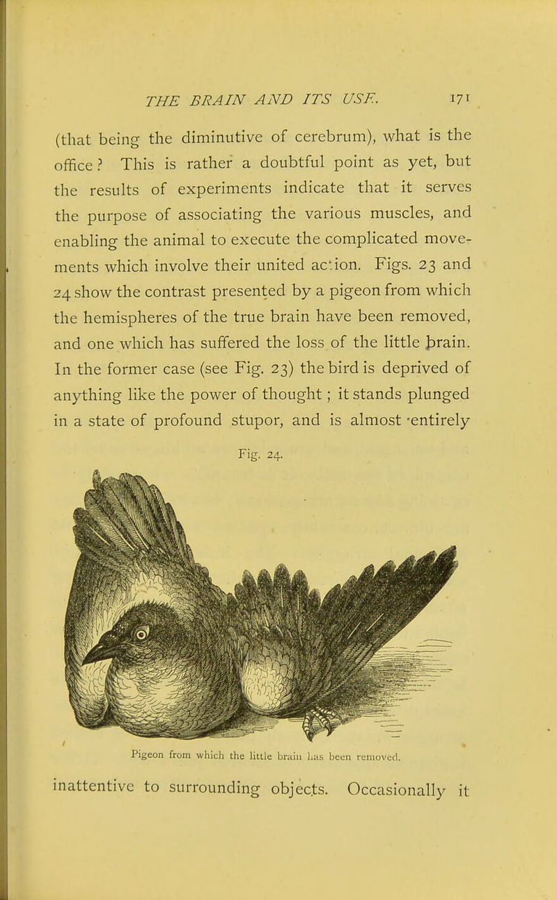 (that being the diminutive of cerebrum), what is the office? This is rather a doubtful point as yet, but the results of experiments indicate that it serves the purpose of associating the various muscles, and enabling the animal to execute the complicated move- ments which involve their united action. Figs. 23 and 24 show the contrast presented by a pigeon from which the hemispheres of the true brain have been removed, and one which has suffered the loss of the little brain. In the former case (see Fig. 23) the bird is deprived of anything like the power of thought; it stands plunged in a state of profound stupor, and is almost 'entirely Fig. 24. Pigeon from which the little brain has been removed. inattentive to surrounding objects. Occasionally it