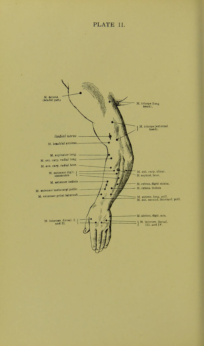 U. deltoid. (kladsT part) Radial nerve M. br*ohlftl anticu* M. supinator long. M. ext. carp, radial long. M. ext. carp, radial bre», M. extensor digit, f commutiis I M. extensor indicia M. extensor metacarpl pollic. M. extensor primi intarnod M. interow. dorsal. I ( and II. \ M. triceps (long head). » M. triceps rexternal ; bnad). M. ext. carp, ulnar. M. auiiliiat. brev. M. extcus. digiti minim. M. czteus. iniUois M. oxtens. long. poll. M. ext. sBCUud. internod. p,ill. U. abdnct, digit, min. M. interos'*. dor.ial. III. and IV.