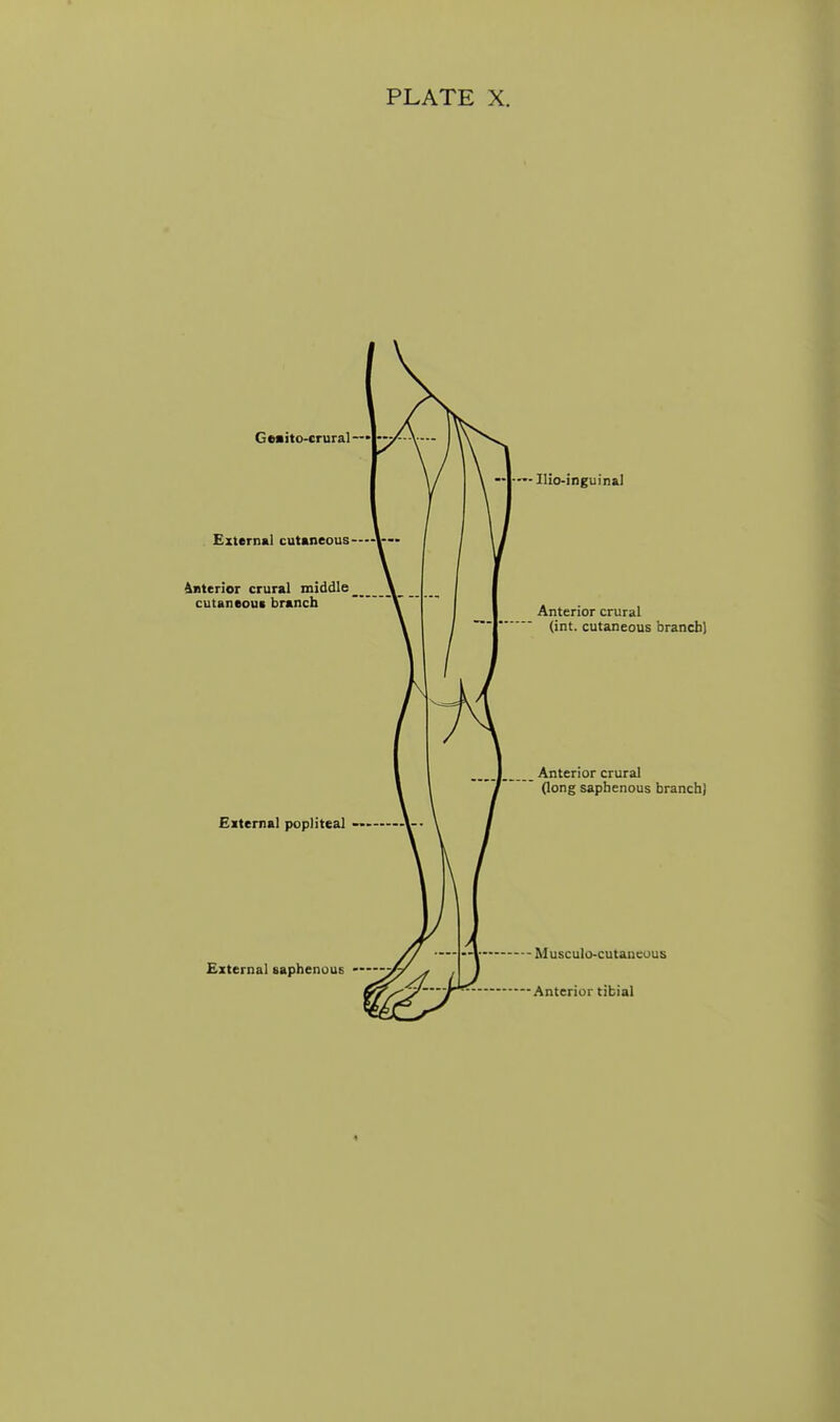 Geaito-crural External cutaneous ^1 interior crural middle cutaneous branch External popliteal - External saphenous Ilio-inguinal Anterior crural (int. cutaneous branch) Anterior crural Oong saphenous branch) Musculo-cutaneous Anterior tibial