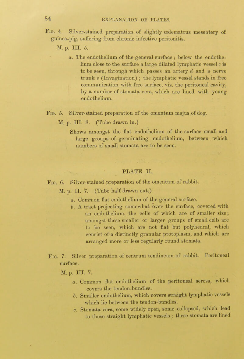FiQ. 4. Silver-stained preparation of slightly cedematous mesentery of guinea-pig, suffering from chronic infective peritonitis. M. p. III. 5. a. The endothelium of the general surface ; below the endothe- lium close to the surface a large dilated lymphatic vessel c is to he seen, through which passes an artery d and a nerve trunk e (Invagination) ; the lymphatic vessel stands in free communication with free surface, viz. the peritoneal cavity, by a number of stomata vera, which are lined with young endothelium. FiQ. 5. Silver-stained preparation of the omentum majus of dog. M. p. III. 8. (Tube drawn in.) Shows amongst the flat endothelium of the surface small and large groups of germinating endothelium, between which numbers of small stomata are to be seen. PLATE II. Fig. 6. Silver-stained preparation of the omentum of rabbit. M. p. II. 7. (Tube half drawn out.) a. Common flat endothelium of the general surface. h. A tract projecting somewhat over the surface, covered with an endothelium, the cells of which are of smaller size; amongst these smaller or larger groups of small cells are to be seen, which are not flat but polyhedral, which consist of a distinctly granular protoplasm, and which are arranged more or less regularly round stomata. Fia. 7. Silver preparation of centrum tendineum of rabbit. Peritoneal surface. M. p. III. 7. a. Common flat endothelium of the peritoneal serosa, which covers the tendon-bundles. h. Smaller endothelium, which covers straight lymphatic vessels which lie between the tendon-bundles, c. Stomata vera, some widely open, some collapsed, which lead to those straight lymphatic vessels ; these stomata ai-e lined
