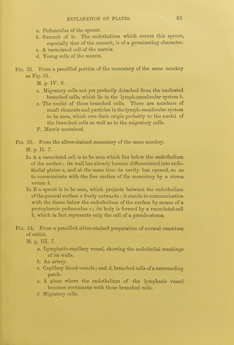 a. Pedunculus of the sprout. b. Summit of it. The endothelium which covers this sprout, especially that of the summit, is of a germinating character. c. A vacuolated cell of the matrix. d. Young cells of the matrix. Fig. 32. From a pencilled portion of the mesentery of the same monkey as Fig. 31. M. p. IV. 8. a. Migratory cells not yet perfectly detached from the nucleated branched cells, which lie in the lymph-canalicular system b. e. The nuclei of those branched cells. There are numbers of small elements and particles in the lymph-canalicular system to be seen, which owe their origin probably to the nuclei of the branched cells as well as to the migratory cells. F. Matrix unstained. Fig. 33. From the silver-stained mesentery of the same monkey. M. p. II. 7. In A a vacuolated cell is to be seen which lies below the endothelium of the surface : its wall has already become differentiated into endo- thelial plates a, and at the same time its cavity has opened, so as to communicate with the free surface of the mesentery by a stoma verum b. In B a sprout is to be seen, which projects between the endothelium of the general surface a freely outwards : it stands in communication with the tissue below the endothelium of the surface by means of a protoplasmic pedunculus c ; its body is formed by a vacuolated cell b, which in fact represents only the cell of a pseudo-stoma. Fig. 34. From a pencilled silver-stained preparation of normal omentum of rabbit. M. p. III. 7. a. Lymphatic-capillary vessel, showing the endothelial markings of its walls. b. An artery. c. Capillary blood-vessels; and d, branched cells of a surrounding patch. e. A place where the endothelium of the lymphatic vessel becomes continuous with those branched cells. f. Migratory cells.