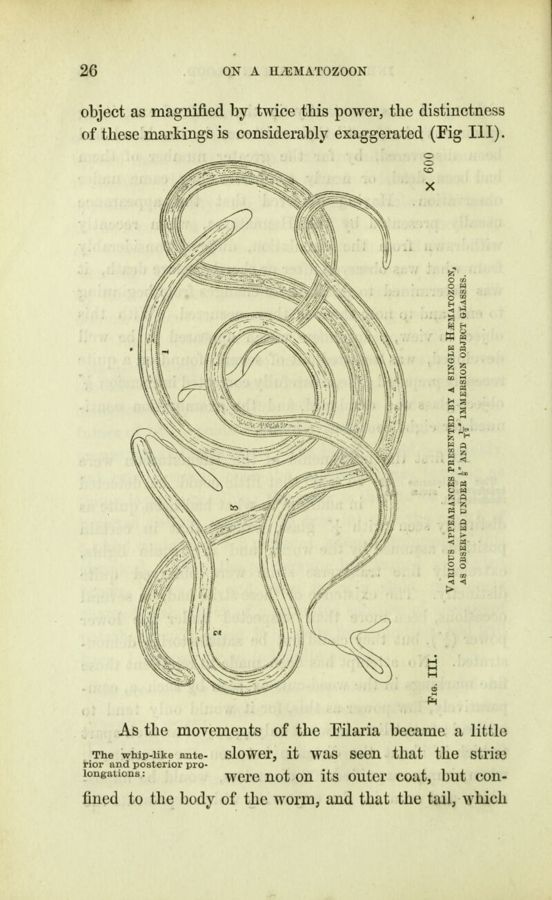 object as magnified by twice this power, the distinctness of these markings is considerably exaggerated (Fig III). As the movements of the Pilaria became a little The whip-like ante- slower, it was seen that the striae rior and posterior pro- longations ; were not on its outer coat, but con- fined to the body of the worm, and that the tail, which