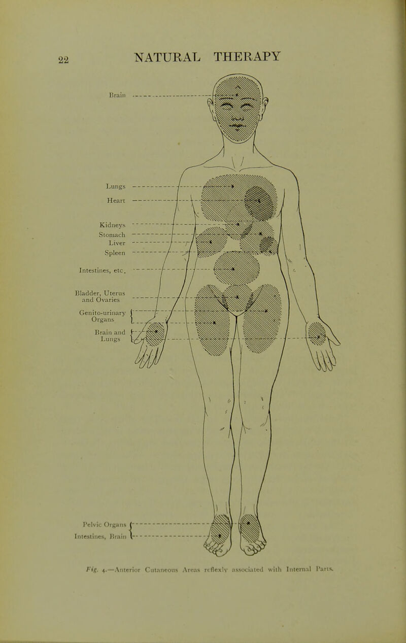 Brain Lungs — Heart — Kidneys Stomach Liver Spleen Intestines, etc. Bladder, Uterus and Ovaries Genito-urinary J Organs ^ Brain and Lungs Pelvic Organs { Intestines, Brain v