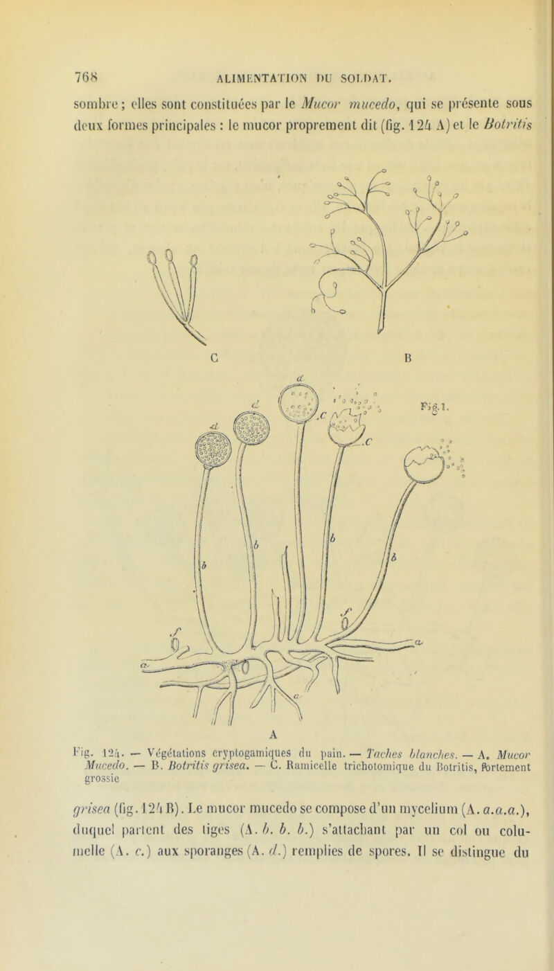 sombre ; elles sont constituées par le Mucor mucedo, qui se pi ésenle sous doux formes principales : le mucor proprement dit (fig. 12^ A) et le Botritis A lig. l'2/i. — VL^gélalions cryptogamiques du \yÀxi. — Taches blanches. — A. Mucor Mucedo. — B. Botritis grisea. — C. Rainicelle trichotoniique du Holritis, fortement grossie grisea (lîg. 12'i B), Le mucor mucedo se compose d'un mycélium (A. a.a.a.), duquel parlent des liges (S.b.b. b.) s'attacliant par un col ou colu- mclle (A. c.) aux sporanges (A. d.) remplies de spores. Il se dislingue du