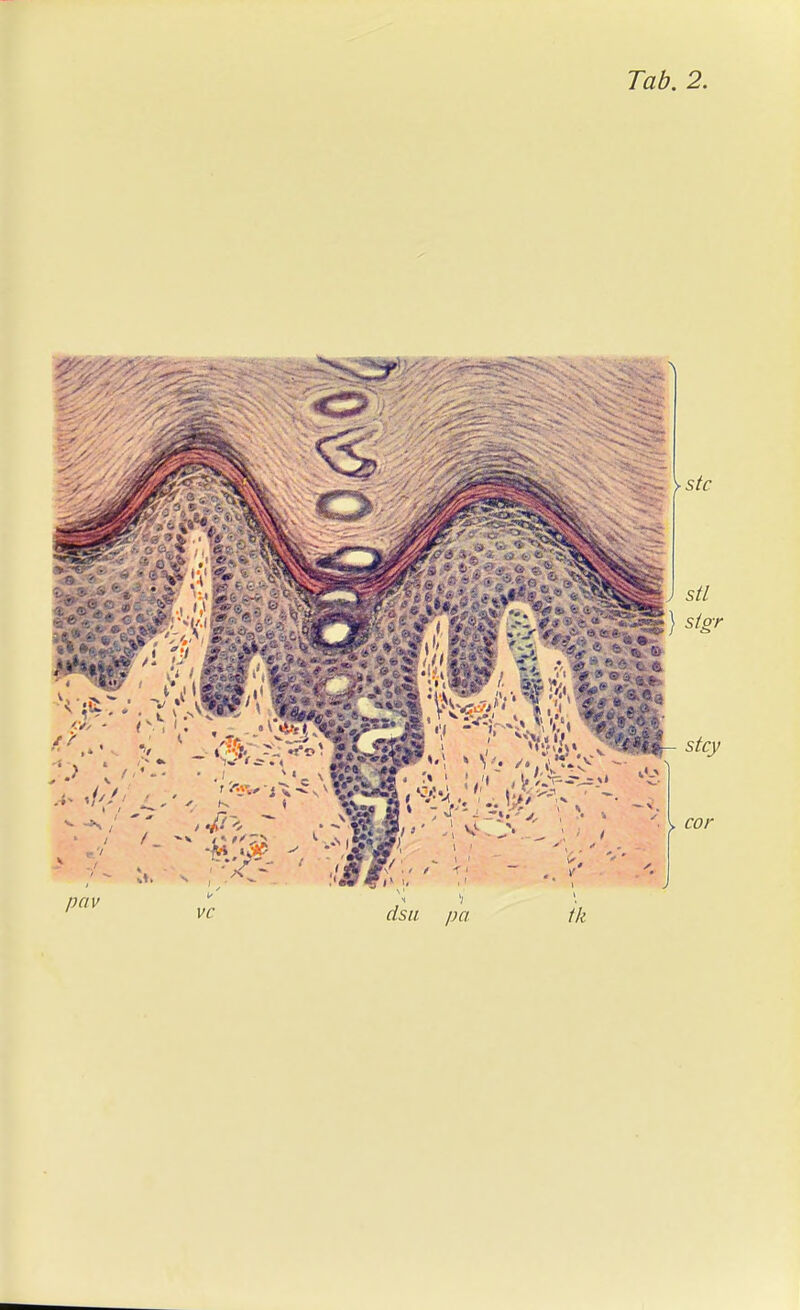 Tab. 2.