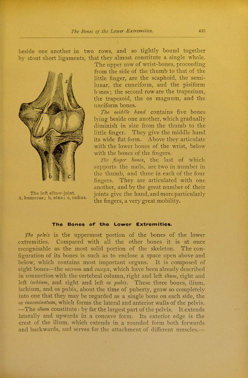 beside one another in two rows, and so tightly bound together by stout short ligaments, that they almost constitute a single whole. The upper row of wrist-bones, proceeding from the side of the thumb to that of the little finger, are the scaphoid, the semi- lunar, the cuneiform, and the pisiform bones; the second row are the trapezium, the trapezoid, the os magnum, and the unciform bones. The middle hand contains five bones lying beside one another, which gradually diminish in size from the thumb to the little finger. They give the middle hand its wide flat form. Above they articulate with the lower bones of the wrist, below with the bones of the fingers. The finger bones, the last of which supports the nails, are two in number in the thumb, and three in each of the four fingers. They are articulated with one another, and by the great number of their joints give the hand, and more particularly the fingers, a very great mobility. The left elbow-joint. A, humerus; b, ulna; c, radius. The Bones of the Lower Extremities. The pelvis is the uppermost portion of the bones of the lower extremities. Compared with all the other bones it is at once recognisable as the most solid portion of the skeleton. The con- figuration of its bones is such as to enclose a space open above and below, which contains most important organs. It is composed of eight bones—the sacrum and coccyx, which have been already described in connection with the vertebral column, right and left ilinm, right and left ischium, and right and left os pubis. These three bones, ilium, ischium, and os pubis, about the time of puberty, grow so completely into one that they may be regarded as a single bone on each side, the OS innominaium, which forms the lateral and anterior walls of the pelvis. —The ilium constitute; by far the largest part of the pelvis. It extends laterally and upwards in a concave form. Its exterior edge is the crest of the ilium, which extends in a rounded form both forwards and backwards, and serves for the attachment of different muscles.—