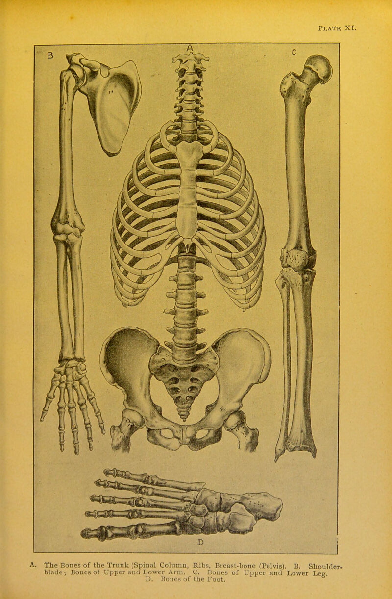 Plate XI. A. The Bones of the Truuk (Spinal Column, Ribs, Breast-bone (Pelvis). B. Shoulder- blade; Bones of Upper and Lower Arm. C. Bones of Upper and Lower Leg. D. Bones of the Foot.