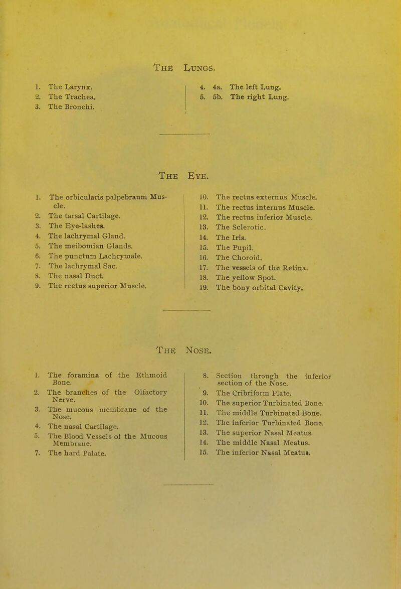 1. The Larynx. 4. 4a. The left Lung. The Trachea. 5. 5b. The right Lung. 3. The Bronchi. The Kye. 1. The orbicularis palpebraum Mus- 10. The rectus externus Muscle. cle. 11. The rectus internus Muscle. 2. The tarsal Cartilage. 12. The rectus inferior Muscle. 3. The Eye-lashes. 13. The Sclerotic. 4. The lachrymal Gland. 14. The Iris. 5. The meibomian Glands. 15. The Pupil. 6. The punctum Lachrymale. 16. The Choroid. 7. The lachrymal Sac. 17. The vessels of the Retina. 8. The nasal Duct. 18. The yellow Spot. 9. The rectus superior Muscle. 19. The bony orbital Cavity. The Nose. 1. The foramina of the Ethmoid Bone. 2. The branches of the Olfactory Nerve. 3. The mucous membrane of the Nose. 4. The nasal Cartilage. 0. The Blood Vessels ol the Mucous Membrane. 7. The hard Palate. 8. Section through the inferior section of the Nose. 9. The Cribriform Plate, 10. The superior Turbinated Bone. 11. The middle Turbinated Bone. 12. The inferior Turbinated Bone. 13. The superior Nasal Meatus. 14. The middle Nasal Meatus. 15. The inferior Nasal Meatus.