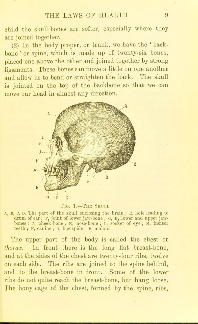 child the skull-bones are softer, especially where they are joined together. (2) In the body proper, or trunk, we have the ' back- bone ' or spine, which is made up of twenty-six bones, placed one above the other and joined together by strong ligaments. These bones can move a little on one another and allow us to bend or straighten the back. The skull is jointed od the top of the backbone so that we can move our head in almost any direction. Fig. 1.—The Skull. A, B, c, D, The part of tlie skull enclosing the brain ; E, hole leading to drum of ear ; f, joint of lower jaw-bone ; G. H, lower and upper jaw- bones ; J, cheek-bone ; k, nose-bone ; l, socket of eye ; M, incisor teeth ; N, canine ; o, bicuspids ; p, molars. The upper part of the body is called the chest or thorax. In front there is the long flat breast-bone, and at the sides of the chest are twenty-four ribs, twelve on each side. The ribs are joined to the spine behind, and to the breast-bone in front. Some of the lower ribs do not quite reach the breast-bone, but hang loose. The bony cage of the chest, formed by the spine, ribs,