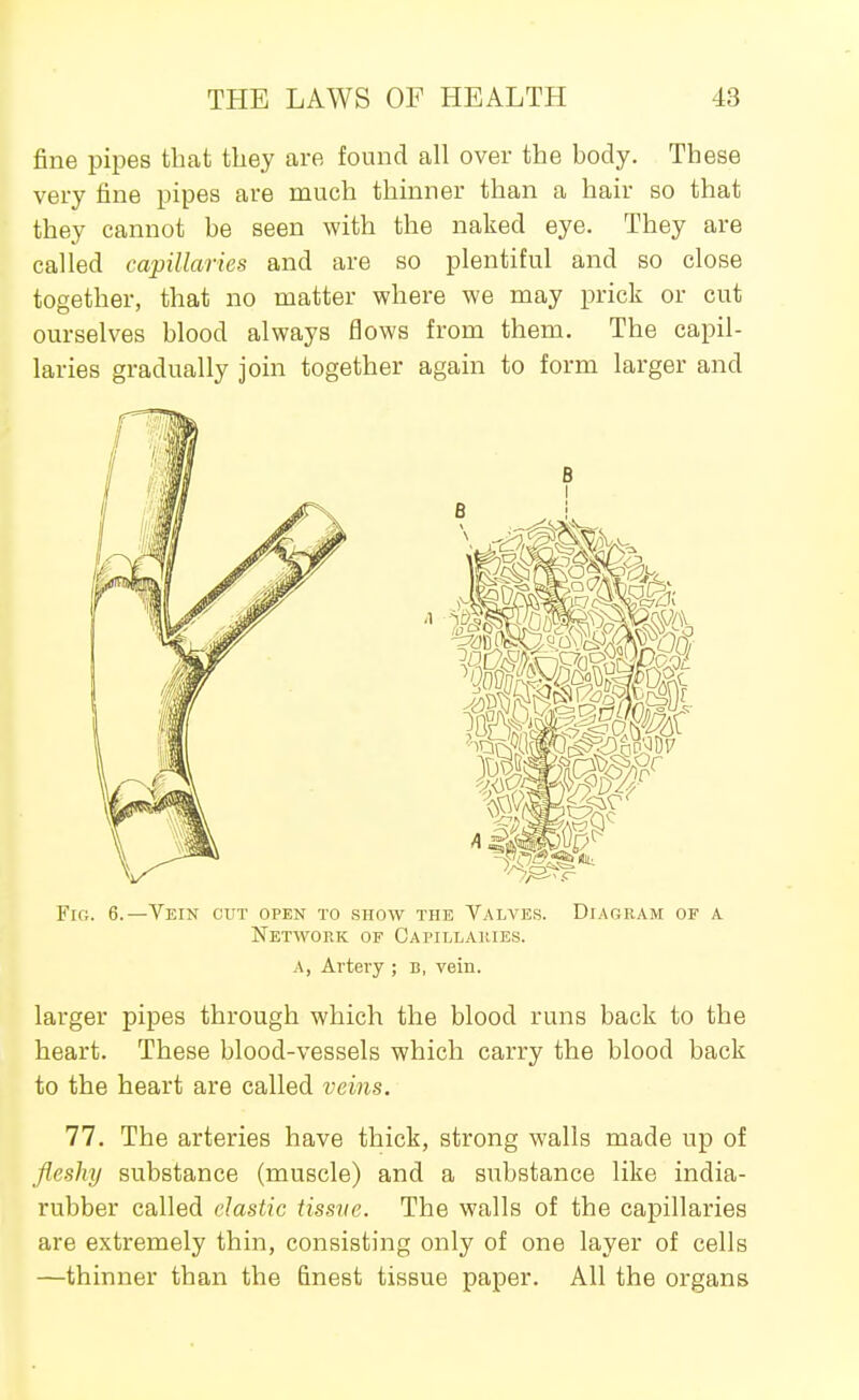 fine pipes that they are found all over the body. These very fine pipes are much thinner than a hair so that they cannot be seen with the naked eye. They are called capillaries and are so plentiful and so close together, that no matter where we may prick or cut ourselves blood always flows from them. The capil- laries gradually join together again to form larger and Fig. 6.—Vein cut open to show the Valves. Network of Capillames. A, Artery ; B, vein. Diagram of a larger pipes through which the blood runs back to the heart. These blood-vessels which carry the blood back to the heart are called veins. 11. The arteries have thick, strong walls made up of fleshy substance (muscle) and a substance like india- rubber called elastic tissue. The walls of the capillaries are extremely thin, consisting only of one layer of cells —thinner than the finest tissue paper. All the organs