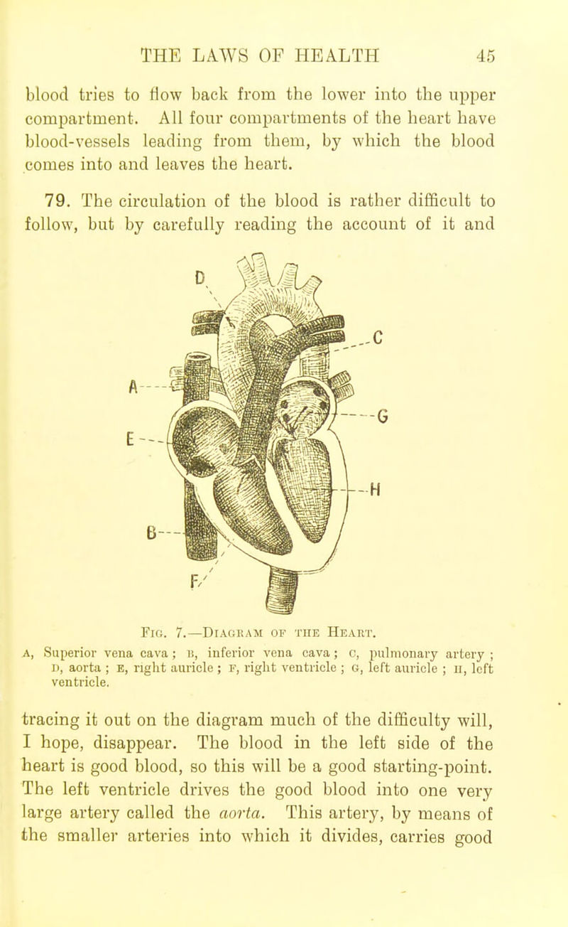 blood tries to flow back from the lower into the upper compartment. All four compartments of the heart have blood-vessels leading from them, by which the blood comes into and leaves the heart. 79. The circulation of the blood is rather difficult to follow, but by carefully reading the account of it and Fio. 7.—Diagram of the Heart. A, Superior vena cava ; is, inferior vena cava; c, pulmonary artery ; I), aorta ; E, right auricle ; r, right ventricle ; g, left auricle ; ii, loft ventricle, tracing it out on the diagram much of the difficulty will, I hope, disappear. The blood in the left side of the heart is good blood, so this will be a good starting-point. The left ventricle drives the good blood into one very large artery called the aorta. This artery, by means of the smaller arteries into which it divides, carries good