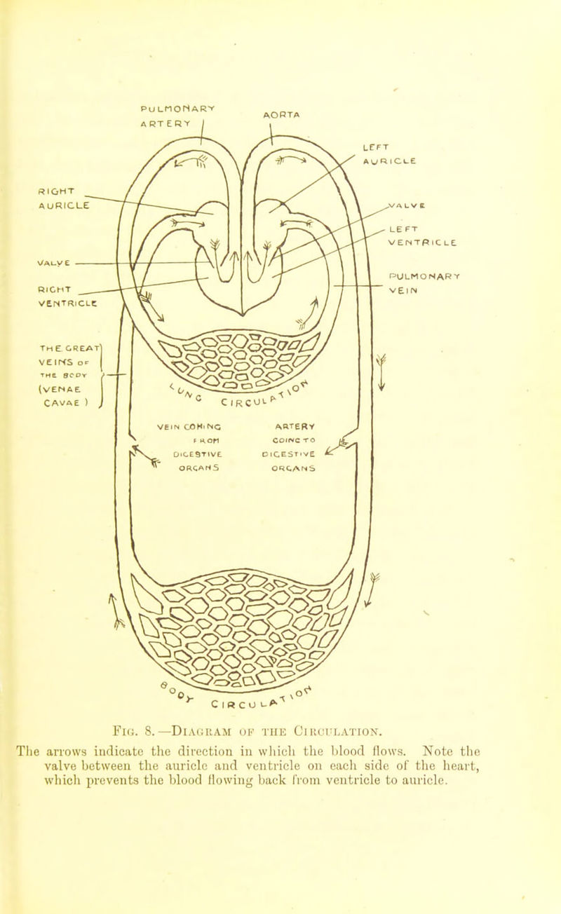 PU LHOMARY A RT E R Y Tm e, GREAT VeiMS or (VENAe CAVAE ) LE FT VEINTRiCLE POLMONAR' VEl IN Fl(i. 8. —DiAtiUAM OK THE C] lUajLATION. Tlie arrows indicate the direction in wliich the blood flows. Note the valve between the auricle and ventricle on each side of the heart, whicli prevents the blood flowing back from ventricle to auricle.