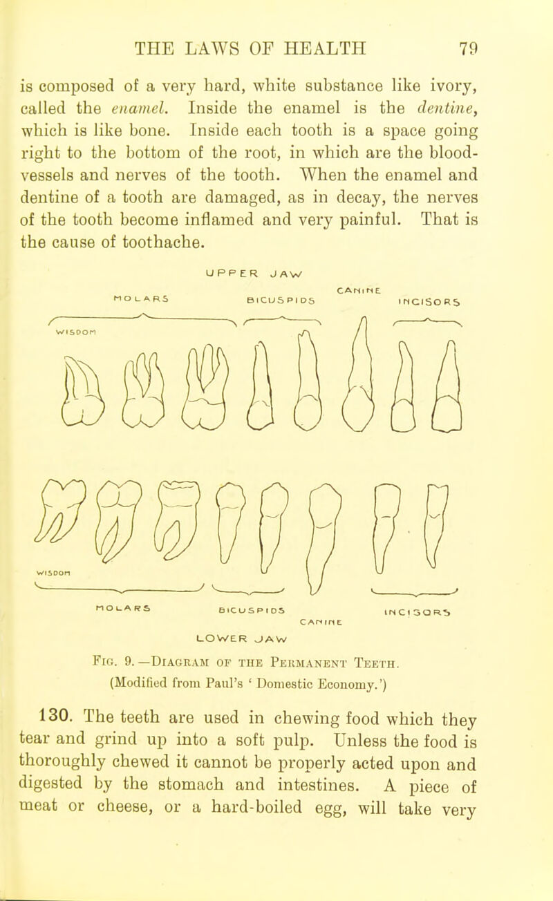 is composed of a very hard, white substance like ivory, called the enamel. Inside the enamel is the dentine, which is like bone. Inside each tooth is a space going right to the bottom of the root, in which are the blood- vessels and nerves of the tooth. When the enamel and dentine of a tooth are damaged, as in decay, the nerves of the tooth become inflamed and very painful. That is the cause of toothache. UPPER JAW MOUARS BICUSPIDS mClSORS nOl-ARS BICUSPIDS INCISOR'S CAninE LOWER ^AW Fig. 9.—Diagram of the Permanent Teeth. (Modified from Paul's ' Domestic Economy.') 130. The teeth are used in chewing food which they tear and grind up into a soft pulp. Unless the food is thoroughly chewed it cannot be properly acted upon and digested by the stomach and intestines. A piece of meat or cheese, or a hard-boiled egg, will take very