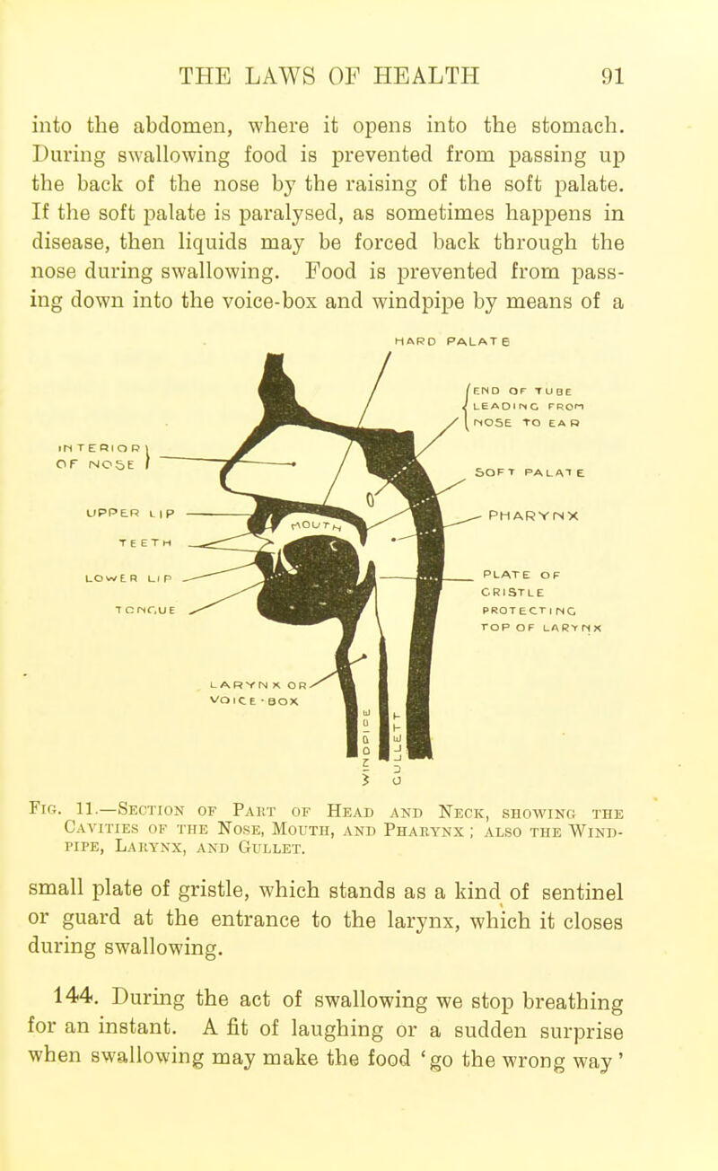 into the abdomen, where it opens into the stomach. During swallowing food is prevented from passing up the back of the nose by the raising of the soft palate. If the soft palate is paralysed, as sometimes happens in disease, then liquids may be forced back through the nose during swallowing. Food is prevented from pass- ing down into the voice-box and windpipe by means of a HARD PALATB Fig. 11.—Section of Paut of Head and Neck, showing the Cavities of the Nose, Mouth, and Pharynx ; also the Wind- pipe, Lakynx, and Gullet. small plate of gristle, which stands as a kind of sentinel or guard at the entrance to the larynx, which it closes during swallowing. 144. During the act of swallowing we stop breathing for an instant. A fit of laughing or a sudden surprise when swallowing may make the food 'go the wrong way'