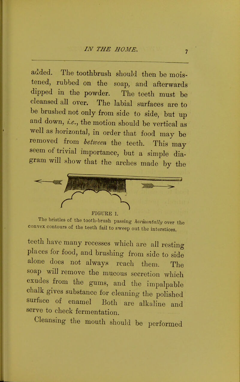 7 added. The toothbrush should then be mois- tened, rubbed on the soap, and afterwards dipped in the powder. The teeth must be cleansed all over. The labial surfaces are to be brushed not only from side to side, but up and down, i.e., the motion should be vertical as well as horizontal, in order that food may be removed from letiveen the teeth. This may seem of trivial importance, but a simple dia- gram will show that the arches made by the FIGURE 1. The bristles of the tooth-brush passing horuontalli/ over the convex contours of the teeth fail to sweep out the interstices. teeth have many recesses which are all resting places for food, and brushing from side to side alone does not always reach them. The soap will remove the mucous secretion which exudes from the gums, and the impalpable chalk gives substance for cleaning the polished surface of enamel Both are alkaline and serve to check fermentation. Cleansing the mouth should be performed