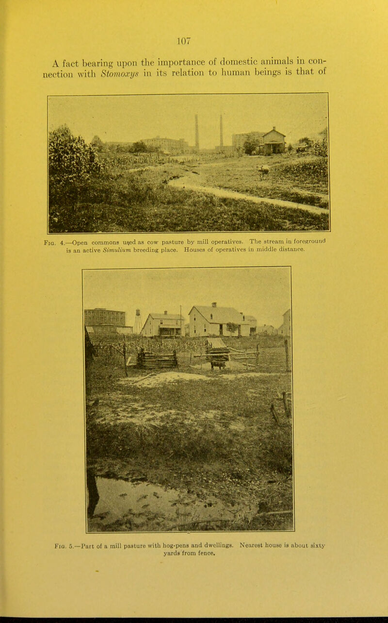 A fact bearing upon the importance of domestic animals in con- nection with Stommys in its relation to hvmian beings is that of Fio. 4.—-Open commons u^ed as cow pasture by mill operatives. The stream in foreKround is an active Simulium breeding place. Houses of operatives in middle distance. Via. 5.—Part of a mill pasture with hog-pona and dwellings. Nearest house is about sixty yards from fence.