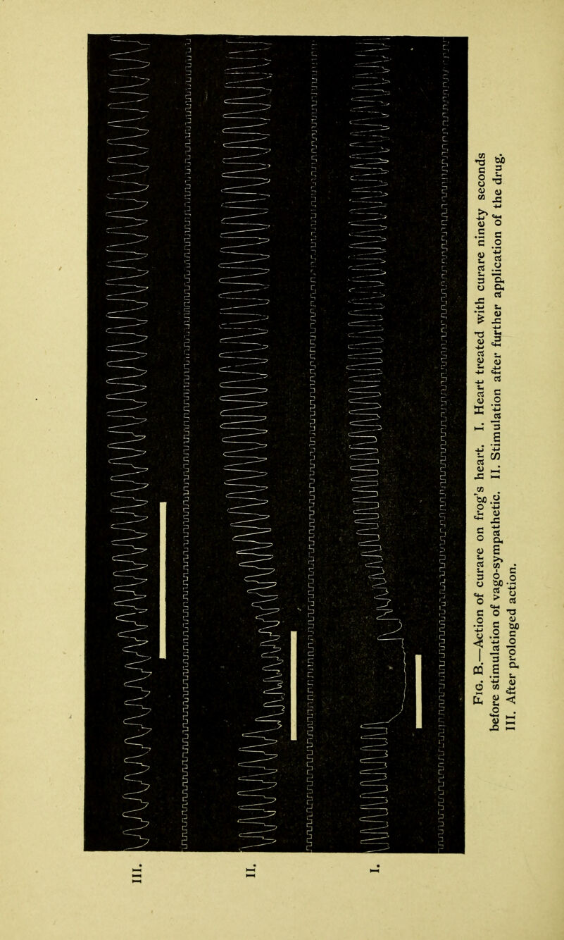 Fig. B.—Action of curare on frog’s heart. I. Heart treated with curare ninety seconds before stimulation of vago-sympathetic. II. Stimulation after further application of the drug. III. After prolonged action.
