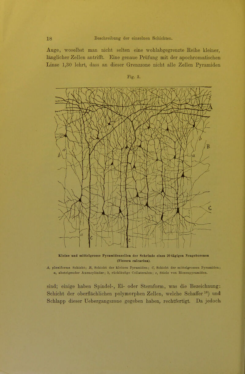 Auge, woselbst man Bicht selten eine wohlabgegrenzte Reibe kleiner^ länglicher Zellen antrifft. Eine genaue Prüfung mit der apochromatischen Linse 1,30 lehrt, dass an dieser Grenzzone nicht alle Zellen Pyramiden Fig. 3. Kleine nnd mittolgrosse PyramideuzeUen der Sehrinde eines 20tägigon Nengeborcnen (Fissnra calcarina). A, plexiforme Schicht; jB, Schicht der kleinen Pyramiden; C, Scliicht der mittelgrossen Pyramiden; o, absteigender Axencylinder; 6, rückläufige Collateralen; c, Stiele von Riesenpyramiden. sind; einige haben Spindel-, Ei- oder Sternform, was die Bezeichnung: Schicht der oberflächlichen polymorphen Zellen, welche Schaffer ^'') und Schlapp dieser Uebergangszone gegeben haben, rechtfertigt. Da jedoch