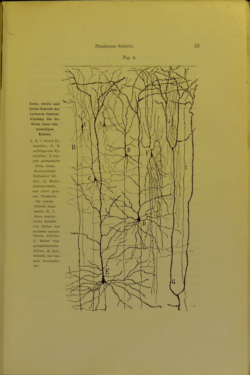 Fig. 4. Krste, zweite und dritte Scliiclit der Torderon Central- windun^ des Ge- hirns eines ein- monatigen Kindes. A, B, C, kleine Py- ramiden; D, E, mittelgroase Py- ramiden; F, dop- pelt gebüschelte Zelle, deren Axencylinder Enduester bil- den ; G, Proto- plaamaschüfte, aus einer gros- sen Pyramide der vierten Schicht stam- mend; H, I, feine dendri- tische Schäfte von Zellen der sechsten und sie- benten Schicht; J, kleine dop- pcltgebüschelte Zellen; K, Spin- delzelle mit lan- gem Axencylin- der.