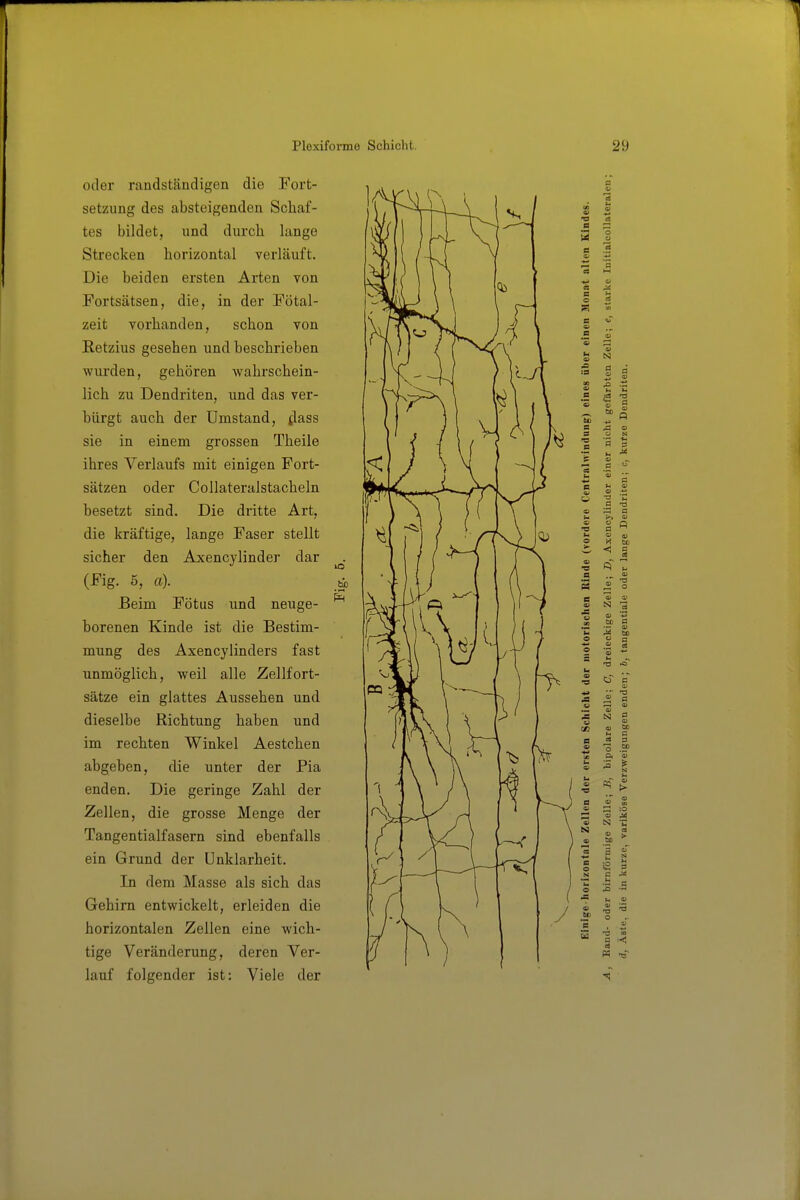 oder randständigen die Fort- setzung des absteigenden Schaf- tes bildet, und durch lange Strecken horizontal verläuft. Die beiden ersten Arten von Fortsätsen, die, in der Fötal- zeit vorhanden, schon von Retzius gesehen und beschrieben wui'den, gehören wahrschein- lich zu Dendriten, und das ver- bürgt auch der Umstand, jlass sie in einem grossen Theile ihres Verlaufs mit einigen Fort- sätzen oder Collateralstacheln besetzt sind. Die di'itte Art, die kräftige, lange Faser stellt sicher den Axencylinder dar (Fig. 5, a). Beim Fötus und neuge- borenen Kinde ist die Bestim- mung des Axencylinders fast unmöglich, weil alle Zellfort- sätze ein glattes Aussehen und dieselbe Richtung haben und im rechten Winkel Aestchen abgeben, die unter der Pia enden. Die geringe Zahl der Zellen, die grosse Menge der Tangentialfasern sind ebenfalls ein Grund der Unklarheit. In dem Masse als sich das Gehirn entwickelt, erleiden die horizontalen Zellen eine wich- tige Veränderung, deren Ver- lauf folgender ist: Viele der