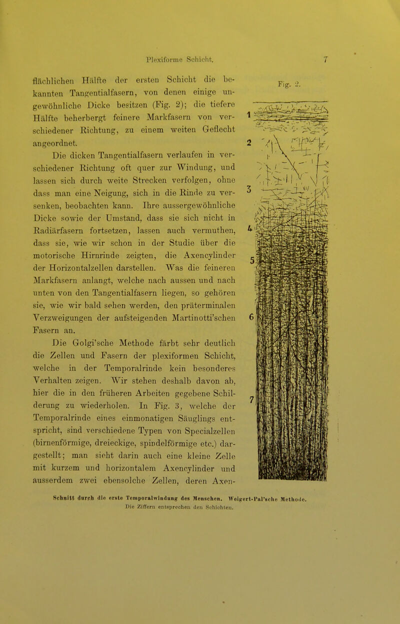 flächlichen Hillfto der ersten Schicht die be- kannten Tansentialfasern, von denen einige un- gewöhnliche Dicke besitzen (Fig. 2); die tiefere Hälfte beherbergt feinere Markfasern von ver- schiedener Richtung, zu einem weiten Geflecht angeordnet. Die dicken Tangentialfasern verlaufen in ver- schiedener Richtung oft quer zur Windung, und lassen sich durch weite Strecken verfolgen, ohne dass man eine Neigung, sich in die Rinde zu ver- senken, beobachten kann. Ihre aussergewöhnliche Dicke sowie der Umstand, dass sie sich nicht in Radiärfasern fortsetzen, lassen auch vermuthen, dass sie, wie wir schon in der Studie über die motorische Hirnrinde zeigten, die Axencylinder der Horizontalzellen darstellen. Was die feineren Markfasern anlangt, welche nach aussen und nach unten von den Tangentialfasern liegen, so gehören sie, wie wir bald sehen werden, den präterminalen Verzweigimgen der aufsteigenden Martinotti'schen Fasern an. Die Golgi'sche Methode färbt sehr deutlich die Zellen und Fasern der plexiformen Schicht, welche in der Temporalrinde kein besonderes Verhalten zeigen. Wir stehen deshalb davon ab, hier die in den früheren Arbeiten gegebene Schil- derung zu wiederholen. In Fig. 'S, Avelche der Temporalrinde eines einmonatigen Säuglings ent- spricht, sind verschiedene Typen von Specialzellen (birnenförmige, dreieckige, spindelförmige etc.) dar- gestellt; man sieht darin auch eine kleine Zelle mit kurzem und horizontalem Axencylinder und ausserdem zwei ebensolche Zellen, deren Axen- Fiff. 2. Schnitt dnrch die erste TeniporabTindung des Menschen. Weigort-Pnl'sch« Methode. Die Ziflfern entsprechen den Schichten.