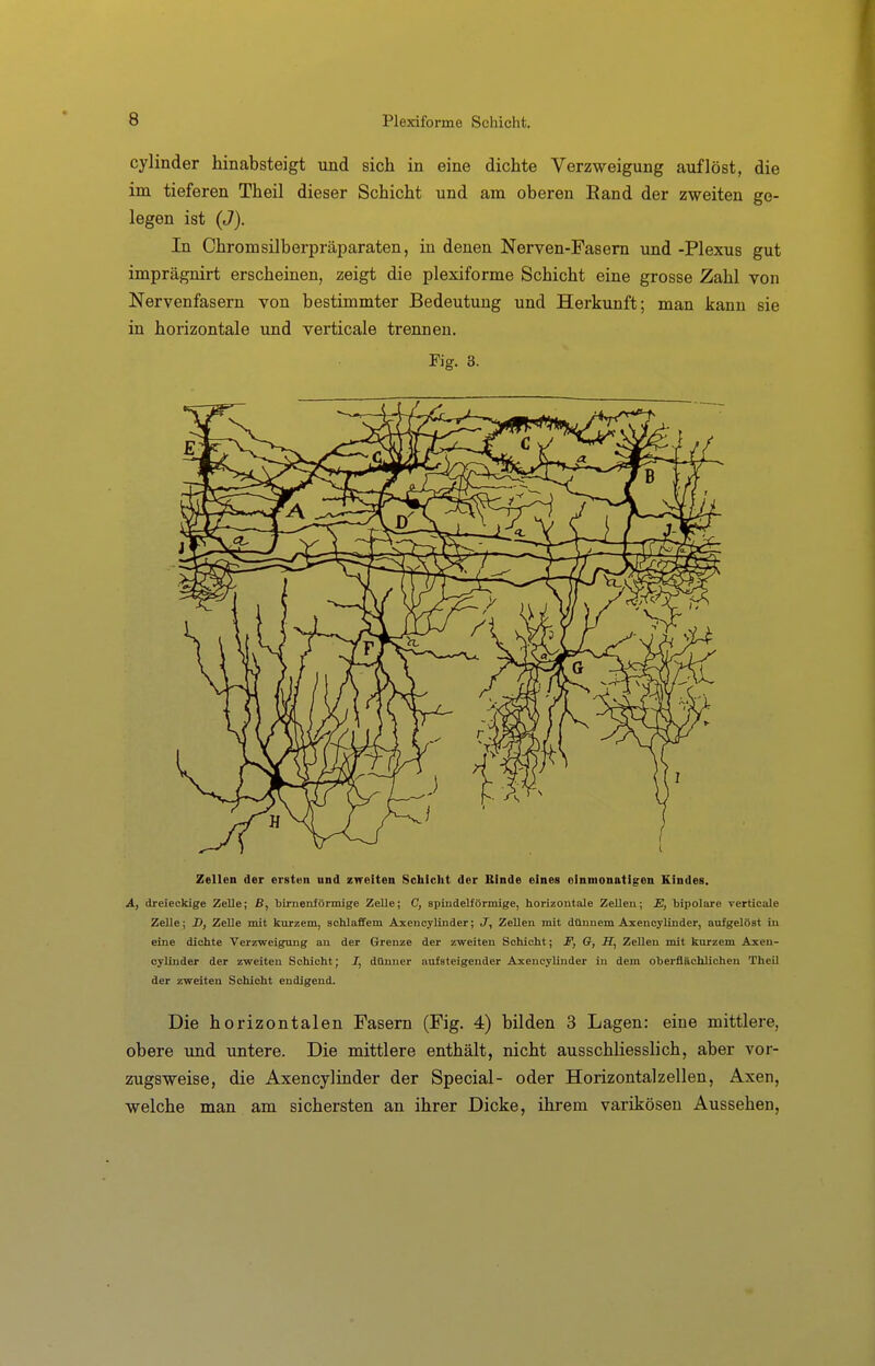 cylinder hinabsteigt und sich in eine dichte Verzweigung auflöst, die im tieferen Theil dieser Schicht und am oberen Eand der zweiten ge- legen ist (J). In Chromsilberpräparaten, in denen Nerven-Fasem und -Plexus gut imprägnirt erscheinen, zeigt die plexiforme Schicht eine grosse Zahl von Nervenfasern von bestimmter Bedeutung und Herkunft; man kann sie in horizontale und verticale trennen. Fig. 3. Zellen der ersten und zweiten Schicht der Binde eines einmonatigen Kindes. A, dreieckige Zelle; ß, birnenförmige Zelle; C, spindelförmige, horizontale ZeUeu; E, bipolare verticale Zelle; D, Zelle mit kurzem, schlaffem AxencyUnder; J, Zellen mit dünnem Axencylinder, aufgelöst iu eine dichte Verzweigung au der Grenze der zweiten Schicht; F, G, iT, Zellen mit kurzem Axen- cyUnder der zweiten Schicht; J, dünner aufsteigender AxencyUnder in dem oberflächUchen Theil der zweiten Schicht endigend. Die horizontalen Fasern (Fig. 4) bilden 3 Lagen: eine mittlere, obere imd untere. Die mittlere enthält, nicht ausschliesslich, aber vor- zugsweise, die Axencylinder der Special- oder Horizontalzellen, Axen, welche man am sichersten an ihrer Dicke, ihrem varikösen Aussehen,