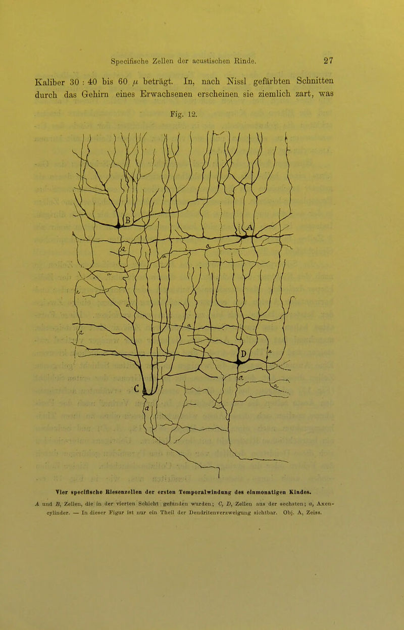 Tier gpeciflsche Blesenzollen der ersten TemporalTrlndang des einmonatigen Kindes. A und B, Zellen, die in der vierten Scliicht gefunden wurden; C, D, Zellen aus der sechsten; n, Axen- cylinder. — In dieser Figur ist nur ein Theil der Ueudritenrerzweigung sichtbar. Obj. A, Zeiss.