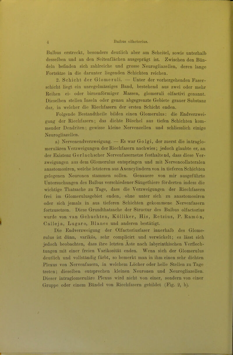 Bulbus erstreckt, besonders deutlich aber am Scheitel, sowie unterhalb desselben und an den Seitenflächen ausgeprägt ist. Zwischen den Bün- deln befinden sich zahlreiche und grosse Neurogliazellen, deren lange Portsätze in die darunter liegenden Schichten reichen. 2. Schicht der Glomeruli. — Unter der vorhergehenden Faser- schicht liegt ein unregelmässiges Band, bestehend aus zwei oder mehr Reihen ei- oder birnenförmiger Massen, glomeruli olfactivi genannt. Dieselben stellen Inseln oder genau abgegrenzte Gebiete grauer Substanz dar, in welcher die Riechfasern der ersten Schicht enden. Folgende Bestandtheile bilden einen Glomerulus: die Endverzwei- gung der Riechfasern; das dichte Büschel aus tiefen Schichten kom- mender Dendriten; gewisse kleine Nervenzellen und schliesslich einige Neurogliazellen. a) Nervenendverzweigung. — Es war Golgi, der zuerst die intraglo- merulären Verzweigungen der Riechfasern nachwies; jedoch glaubte er, an der Existenz Ger lach scher Nervenfasernetze festhaltend, dass diese Ver- zweigungen aus dem Glomerulus entspringen und mit Nervencollateralen anastomosiren, welche letzteren aus Axencylindern von in tieferen Schichten gelegenen Neuronen stammen sollen. Genauere von mir ausgeführte Untersuchungen des Bulbus verschiedener Säugethiere förderten indess die wichtige Thatsache zu Tage, dass die Verzweigungen der Riechfasern frei im Glomerulusgebiet enden, ohne unter sich zu anastomosiren oder sich jemals in aus tieferen Schichten gekommene Nervenfasern fortzusetzen. Diese Grundthatsache der Structur des Bulbus olfactorius wurde von van Gebuchten, Kölliker, His, Retzius, P. Ramon, Calleja, Lugaro, Blanes und anderen bestätigt. Die Endverzweigung der Olfactoriusfaser innerhalb des Glome- rulus ist dünn, varikös, sehr complicirt und verwickelt; es lässt sich jedoch beobachten, dass ihre letzten Aste nach labyrinthischen Verflech- tungen mit einer freien Varikosität enden. Wenn sich der Glomerulus deutlich und vollständig färbt, so bemerkt man in ihm einen sehr dichten Plexus von Nervenfasern, in welchem Löcher oder helle Stellen zu Tage treten; dieselben entsprechen kleinen Neuronen und Neurogliazellen. Dieser intraglomeruläre Plexus wird nicht von einer, sondern von einer Gruppe oder einem Bündel von Riechfasern gebildet (Fig. 2, b).