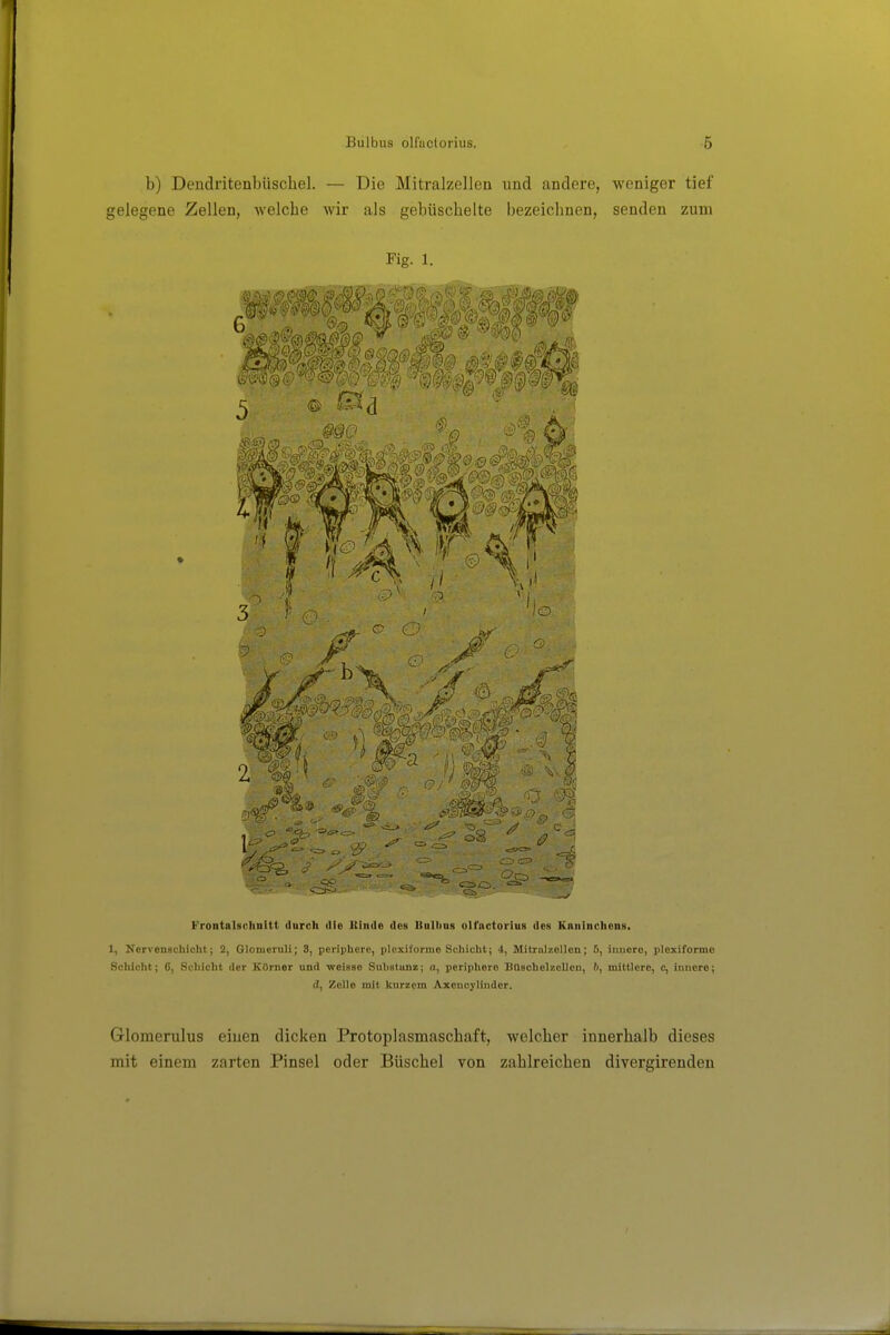 b) Dendritenbüschel. — Die Mitralzellen und andere, weniger tief gelegene Zellen, welche wir als gebüscbelte bezeichnen, senden zum Fig. 1. Frontalsclinitt (Inrch die lUiide dos Uulbos oirnctorlus des Kniiinchens. 1, Nervenschieht; 2, Glomcruli; 3, periphere, plexiforme Schicht; 4, Mitraizollon; 5, innere, plexiforme Schicht; 6, Schicht der Körner und weisse Substanz; a, periphere Büschelzcllen, b, mittlere, c, innere; d, Zelle mit kurzem Axenoylinder. Glomerulus einen dicken Protoplasmascbaft, welcher innerhalb dieses mit einem zarten Pinsel oder Büschel von zahlreichen divergirenden