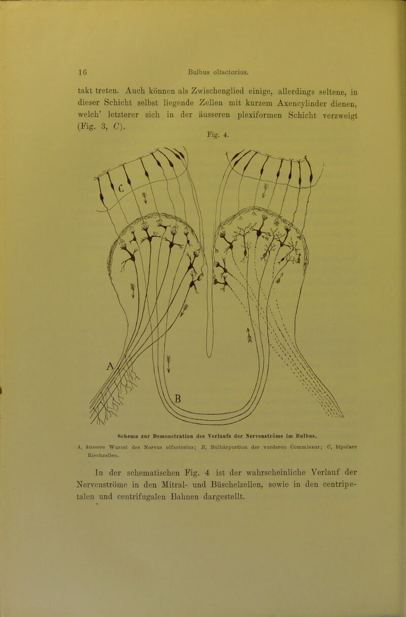 takt treten. Auch können als Zwischenglied einige, allerdings seltene, in dieser Schicht selbst liegende Zellen mit kurzem Axencylinder dienen, welch' letzterer sich in der äusseren plexiformen Schicht verzweigt (Fig. 3, C). Fig. 4. Schema znr DemoiiKtration des Verlaufs der Nerrenströme im Bnibus. äussere Wurzel des Nervus olfactorius; Bulbärportion der vorderen Commissur; C, bipolare Eicchzellen. In der schematischen Fig. 4 ist der wahrscheinliche Verlauf der Nervenströme in den Mitral- und Büschelzellen, sowie in den centripe- talen und centrifugalen Bahnen dargestellt.