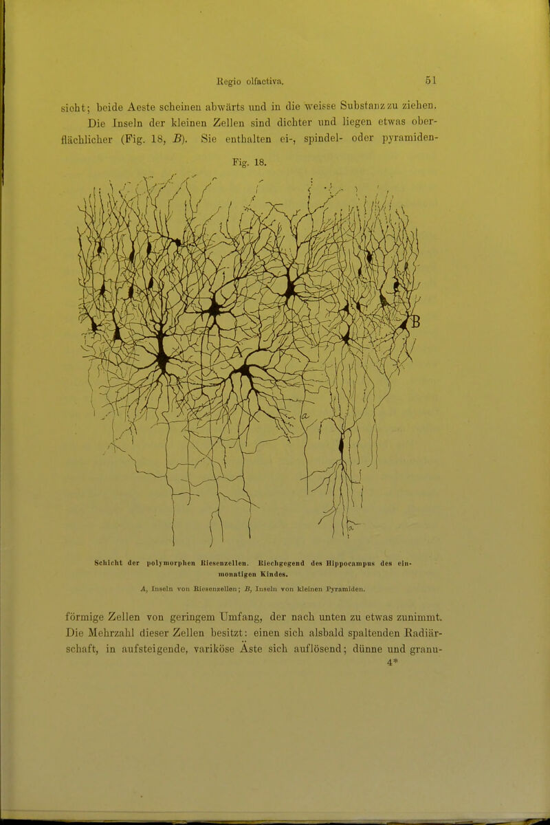 sioht; beide Aeste scheinen abwärts und in die weisse Substanz zu ziehen. Die Inseln der kleinen Zellen sind dichter und liegen etwas ober- flächlicher (Fig. 18, B). Sie enthalten ei-, spindel- oder pyramiden- Fig. 18. Schicht der polyuiurpheii lUesoiiieelleii. lUechgogend dos Hippocninpus des ciii- iiionatlgon Kindes. A, Inseln von Biosenzellon; B, Inseln von kleinen Pyramiden. förmige Zellen von geringem Umfang, der nach unten zu etwas zunimmt. Die Mehrzahl dieser Zellen besitzt: einen sich alsbald spaltenden Eadiär- schaft, in aufsteigende, variköse Aste sich auflösend; dünne und granu- 4*