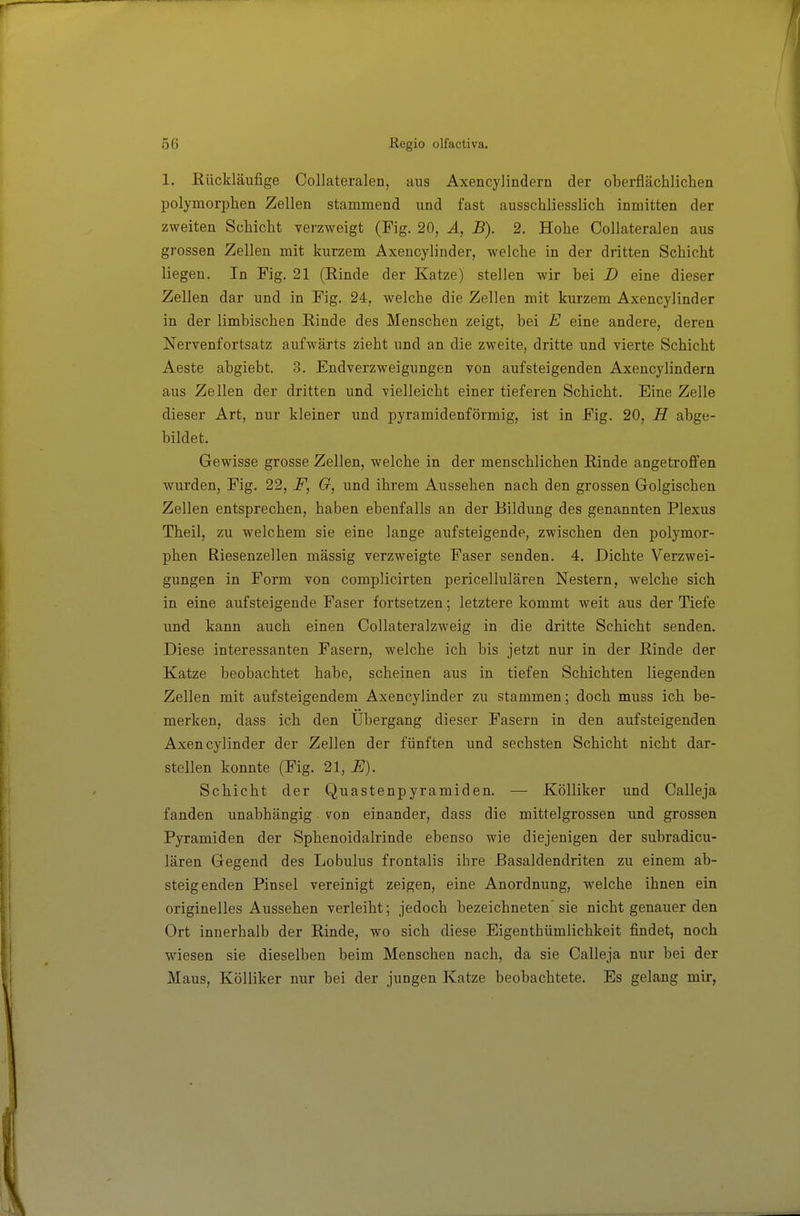 1. Eückläufige Collateralen, aus Axencylindern der oberflächlichen polymorphen Zellen stammend und fast ausschliesslich inmitten der zweiten Schicht verzweigt (Fig. 20, A, B). 2. Hohe Collateralen aus grossen Zellen mit kurzem Axencylinder, welche in der dritten Schicht liegen. In Fig. 21 (Rinde der Katze) stellen wir bei D eine dieser Zellen dar und in Fig. 24, welche die Zellen mit kurzem Axencylinder in der limbischen Rinde des Menschen zeigt, bei E eine andere, deren Nervenfortsatz aufwärts zieht und an die zweite, dritte und vierte Schicht Aeste abgiebt. 3. Endverzweigungen von aufsteigenden Axencylindern aus Zellen der dritten und vielleicht einer tieferen Schicht. Eine Zelle dieser Art, nur kleiner und pyramidenförmig, ist in Fig. 20, H abge- bildet. Gewisse grosse Zellen, welche in der menschlichen Rinde angetroffen wurden, Fig. 22, F, G, und ihrem Aussehen nach den grossen Golgischen Zellen entsprechen, haben ebenfalls an der Bildung des genannten Plexus Theil, zu welchem sie eine lange aufsteigende, zwischen den polymor- phen Riesenzellen mässig verzweigte Faser senden. 4. Dichte Verzwei- gungen in Form von complicirten pericellulären Nestern, welche sich in eine aufsteigende Faser fortsetzen; letztere kommt weit aus der Tiefe und kann auch einen Collateralzweig in die dritte Schicht senden. Diese interessanten Fasern, welche ich bis jetzt nur in der Rinde der Katze beobachtet habe, scheinen aus in tiefen Schichten liegenden Zellen mit aufsteigendem Axencylinder zu stammen; doch muss ich be- merken, dass ich den Ubergang dieser Fasern in den aufsteigenden Axencylinder der Zellen der fünften und sechsten Schicht nicht dar- stellen konnte (Fig. 21, E). Schicht der Quastenpyramiden. — Kölliker und Calleja fanden unabhängig von einander, dass die mittelgrossen und grossen Pyramiden der Sphenoidalrinde ebenso wie diejenigen der subradicu- lären Gegend des Lobulus frontalis ihre Basaldendriten zu einem ab- steigenden Pinsel vereinigt zeigen, eine Anordnung, welche ihnen ein originelles Aussehen verleiht; jedoch bezeichneten'sie nicht genauer den Ort innerhalb der Rinde, wo sich diese Eigenthümlichkeit findet, noch wiesen sie dieselben beim Menschen nach, da sie Calleja nur bei der Maus, Kölliker nur bei der jungen Katze beobachtete. Es gelang mir,