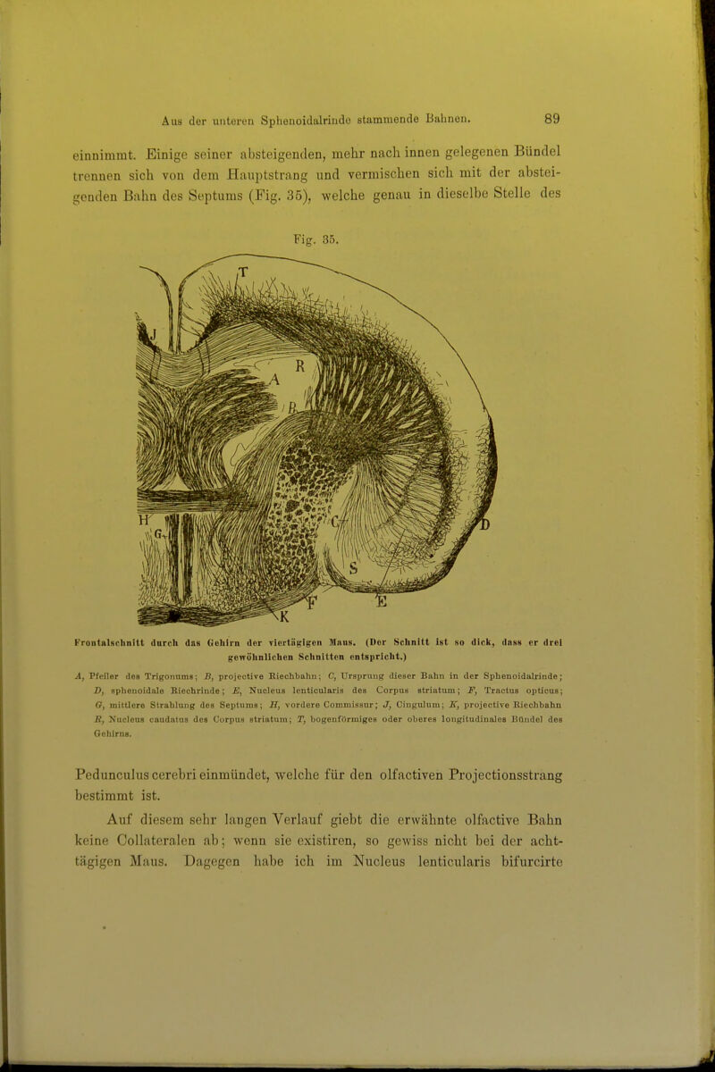 einnimmt. Einige seiner absteigenden, mehr nach innen gelegenen Bündel trennen sich von dem Hauptstrang und vermischen sich mit der abstei- genden Bahn des Septums (Fig. 35), welche genau in dieselbe Stelle des Fig. 35. Frontalschnitt dnrcli das Cioliirii der Tiertiigigeii Maus. (Dor Schnitt ist so dick, dnss er drei genölinlichen Sclinitten ontgpriclit.) A, Pfeiler des Trigonums; B, projective Kiechbahn; C, Ursprung dieser Bahn in der Sphenoidalrinde; D, sphenoidale Riechrinde; JS, Nucleus lenticularis des Corpus striatum; F, Tractus opticus; O, mittlere Strahlung des Septums; B, vordere Commissur; J, Cingulum; JT, projective Kiechbahn R, Nucleus caudatus des Corpus striatum; T, bogenförmiges oder oberes longitudinales Btlndel des Gehirns. Pedunculus cerebri einmündet, welche für den olfactiven Projectionsstrang bestimmt ist. Auf diesem sehr langen Verlauf giebt die erwähnte olfactive Bahn keine Collateralen ab; wenn sie existiren, so gewiss nicht bei der acht- tägigen Maus. Dagegen habe ich im Nucleus lenticularis bifurcirte