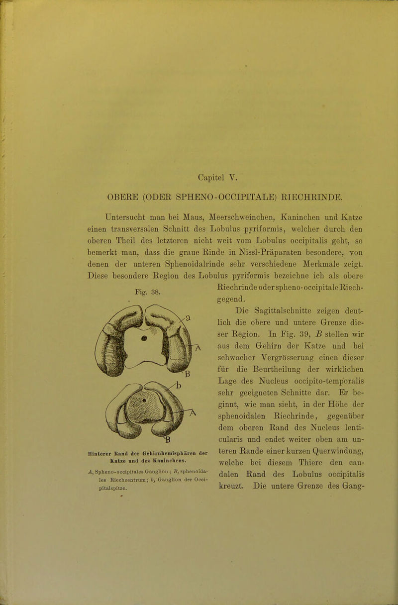 Capitel V. OBERE (ODER SPHENO-OCCIPITALE) RIECHRINDE. Fig. 38. Untersucht man bei Maus, Meerschweinchen, Kaninchen und Katze einen transversalen Schnitt des Lobulus pyriformis, welcher durch den oheren Theil des letzteren nicht weit vom Lobulus occipitalis geht, so bemerkt man, dass die graue Rinde in Nissl-Präparaten besondere, von denen der unteren Sphenoidalrinde sehr verschiedene Merkmale zeigt. Diese besondere Region des Lobulus pyriformis bezeichne ich als obere Riechrinde oder spheno- occipitale Riech- gegend. Die Sagittalschnitte zeigen deut- lich die obere und untere Grenze die- ser Region. In Fig. 39, B stellen wir aus dem Gehirn der Katze und bei schwacher Vergrösserung einen dieser für die Beurtheilung der wirklichen Lage des Nucleus occipito-temj)'oralis sehr geeigneten Schnitte dar. Er be- ginnt, wie man sieht, in der Höhe der sphenoidalen Riechrinde, gegenüber dem oberen Rand des Nucleus lenti- cularis und endet weiter oben am un- teren Rande einer kurzen Querwindung, welche bei diesem Thiere den cau- dalen Rand des Lobulus occipitalis kreuzt. Die untere Grenze des Gang- Hiuterer Kand dor OohirnlieinispUiiron der Katze nnd des Kaninchens. A, Spheno-ocoipitales Ganglion ; B, sphenoida les Eiechcentrum; b, Ganglion der Ocoi- pitolspitze.