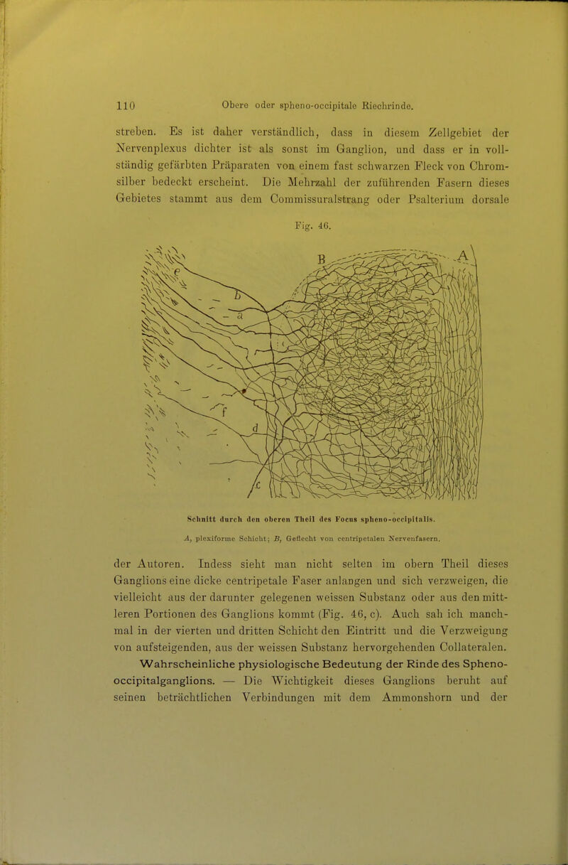 Streben. Es ist daher verständlich, dass in diesem Zellgebiet der Nervenplexus dichter ist als sonst im Ganglion, und dass er in voll- ständig gefärbten Präparaten von einem fast schwarzen Fleck von Chrom- silber bedeckt erscheint. Die Mehrzahl der zuführenden Fasern dieses Gebietes stammt aus dem Commissuralstrang oder Psalterium dorsale Fig. 46. Schnitt dnrcli (Ion oberen Thell des Focng spheno-occipitalis. A, plesitorme Schicht; B, Geflecht von centripetalen Nervenfasern. der Autoren. Indess sieht man nicht selten im obern Theil dieses Ganglions eine dicke centripetale Faser anlangen und sich verzweigen, die vielleicht aus der darunter gelegenen weissen Substanz oder aus den mitt- leren Portionen des Ganglions kommt (Fig. 46, c). Auch sah ich manch- mal in der vierten und dritten Schicht den Eintritt und die Verzweigung von aufsteigenden, aus der weissen Substanz hervorgehenden Collateralen. Wahrscheinliche physiologische Bedeutung der Rinde des Spheno- occipitalganglions. — Die Wichtigkeit dieses Ganglions beruht auf seinen beträchtlichen Verbindungen mit dem. Ammonshorn und der