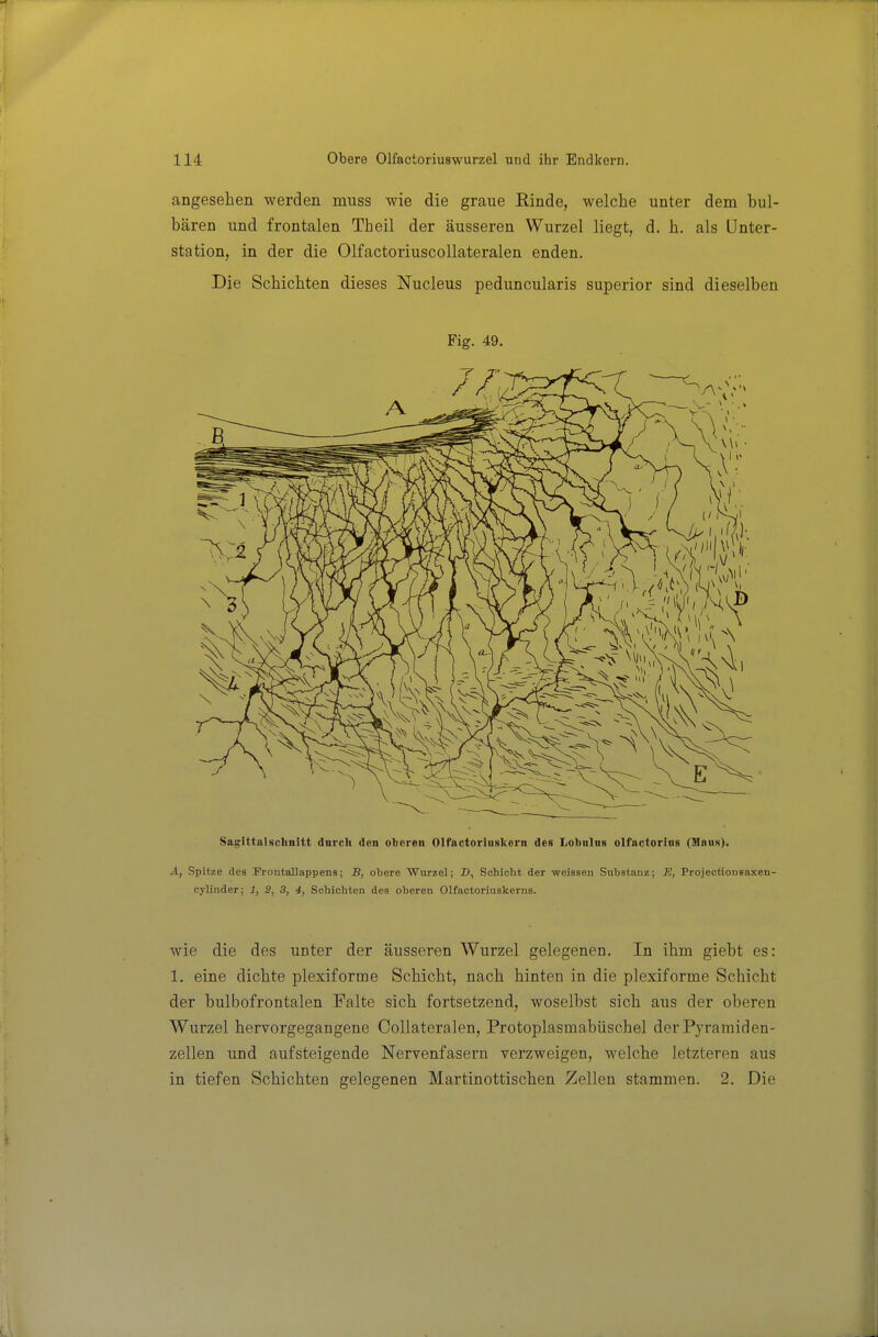 angesehen werden muss wie die graue Rinde, welche unter dem bul- bären und frontalen Theil der äusseren Wurzel liegt, d. h. als önter- station, in der die Olfactoriuscollateralen enden. Die Schichten dieses Nucleus peduncularis superior sind dieselben Fig. 49. Sagittalschnitt dnrcli den oberen Olfactoriiiskern des Lobolns olfactorins (Mans). A, Spitze des Prontallappens; B, obere Wurzel; D, Schicht der weisseu Substanz; E, Projectionsaxen- cylinder; 1, 2, 3, 4, Schichten des oberen Olfactoriuskerus. wie die des unter der äusseren Wurzel gelegenen. In ihm giebt es: 1. eine dichte plexiforme Schicht, nach hinten in die plexiforme Schicht der bulbofrontalen Falte sich fortsetzend, woselbst sich aus der oberen Wurzel hervorgegangene Collateralen, Protoplasmabüschel der Pyramiden- zellen und aufsteigende Nervenfasern verzweigen, welche letzteren aus