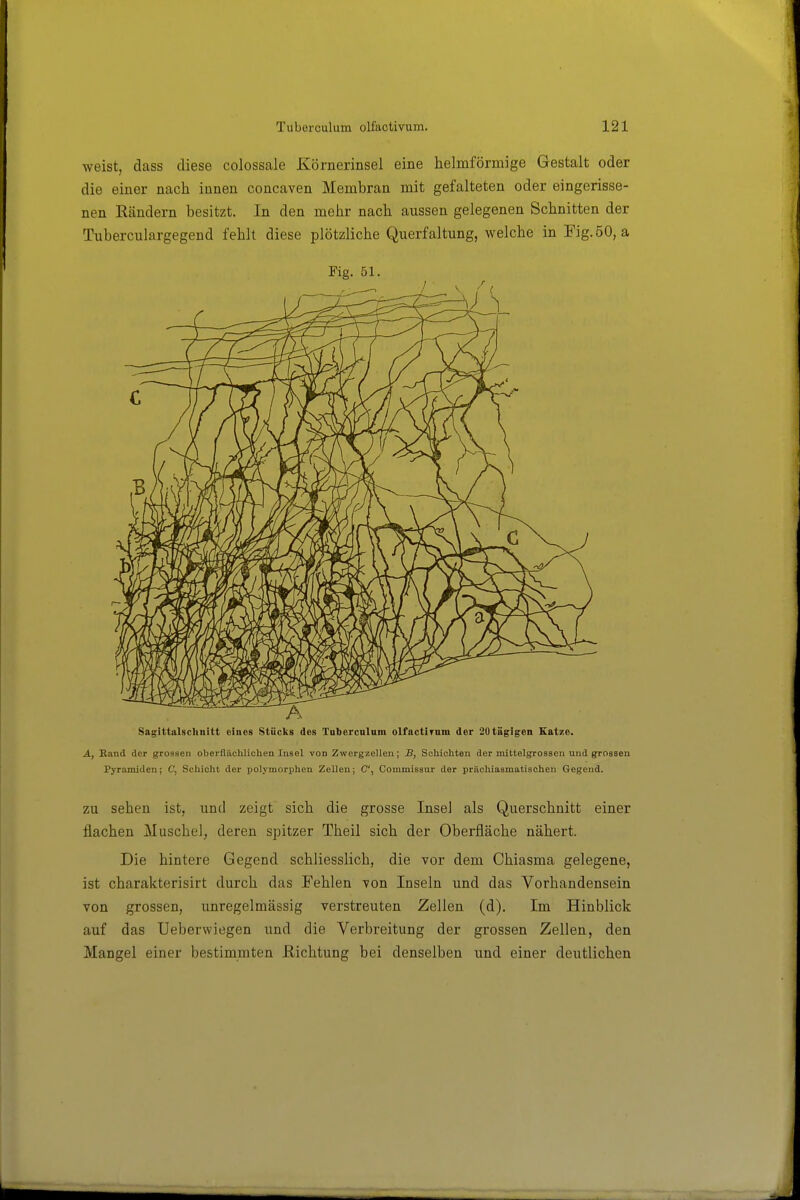 weist, dass diese colossale Körnerinsel eine helmförmige Gestalt oder die einer nach innen concaven Membran mit gefalteten oder eingerisse- nen Eändern besitzt. In den mehr nach aussen gelegenen Schnitten der Tuberculargegend fehlt diese plötzliche Querfaltung, welche in Fig. 50, a Fig. 51. Sagittalschnitt eines Stücks des Tnbercalum olfactirniu der 2Utäglgeii Katze. A, Band der grossen oberflächlichen lusel von Zwergzellen; B, Schichten der mittelgrossen und grossen Pyramiden; 6', Schicht der polymorphen Zellen; C, Commiasur der prüchiasmatischen Gegend. ZU sehen ist, und zeigt sich die grosse Insel als Querschnitt einer flachen Muschel, deren spitzer Theil sich der Oberfläche nähert. Die hintere Gegend schliesslich, die vor dem Chiasma gelegene, ist charakterisirt durch das Fehlen -von Inseln und das Vorhandensein von grossen, unregelmässig verstreuten Zellen (d). Im Hinblick auf das Ueberwiegen und die Verbreitung der grossen Zellen, den Mangel einer bestimmten ßichtung bei denselben und einer deutlichen