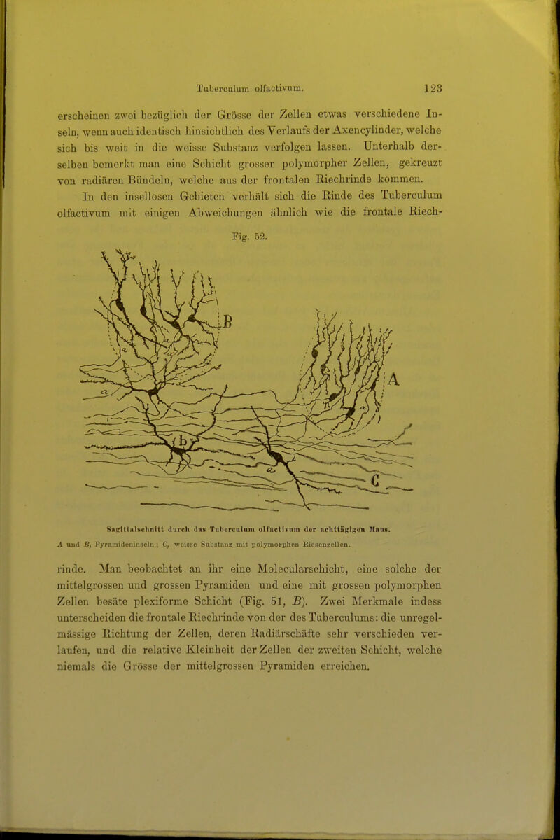 erscheinen zwei bezüglich der Grösse der Zellen etwas verschiedene In- seln, wenn auch identisch hinsichtlich des Verlaufs der Axencylinder, welche sich bis weit in die weisse Substanz verfolgen lassen. Unterhalb der- selben bemerkt man eine Schicht grosser polymorpher Zellen, gekreuzt von radiären Bündeln, welche aus der frontalen Eiechrinde kommen. In den insellosen Gebieten verhält sich die Rinde des Tuberculum olfactivum mit einigen Abweichungen ähnlich wie die frontale Riech- Fig. 52. SagittAlschnitt durch das Tubercnluiii olfactiTnm der achttägigen Mans. A nnd B, Pyramideninseln ; C, weisse Substanz mit polymorphen Bieaenzellen. rinde. Man beobachtet an ihr eine Molecularschicht, eine solche der mittelgrossen und grossen Pyramiden und eine mit grossen polymorphen Zellen besäte plexiforme Schicht (Fig. 51, B). Zwei Merkmale indess unterscheiden die frontale Riechrinde von der des Tuberculums: die unregel- mässige Richtung der Zellen, deren Radiärschäfte sehr verschieden ver- laufen, und die relative Kleinheit der Zellen der zweiten Schicht, welche niemals die Grösse der mittelgrossen Pyramiden erreichen.