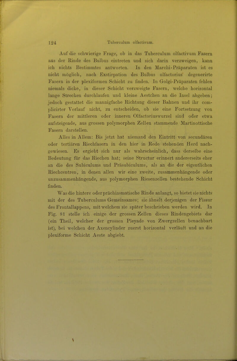 Auf die schwierige Frage, ob in das Tuberculum olfactivum Fasern aus der Rinde des Bulbus eintreten und sich darin verzweigen, kann ich nichts Bestimmtes antworten. In den Marchi-Pi'äparaten ist es nicht möglich, nach Exstirpation des Bulbus olfactorius degenerirte Fasern in der plexiformen Schicht zu finden. In Golgi-Präparaten fehlen niemals dicke, in dieser Schicht verzweigte Fasern, welche horizontal lange Strecken durchlaufen und kleine Aestchen an die Insel abgeben; jedoch gestattet die mannigfache Richtung dieser Bahnen und ihr com- plicirter Verlauf nicht, zu entscheiden, ob sie eine Fortsetzung von Fasern der mittleren oder inneren Olfactoriuswurzel sind oder etwa aufsteigende, aus grossen polymorphen Zellen stammende Martin ottische Fasern darstellen. Alles in Allem: Bis jetzt hat niemand den Eintritt von secundären oder tertiären Riechfasern in den hier in Rede stehenden Herd nach- gewiesen. Es ergiebt sich nur als wahrscheinlich, dass derselbe eine Bedeutung für das Riechen hat; seine Structur erinnert andererseits eher an die des Subiculums und Präsubiculums, als an die der eigentlichen Riechcentren, in denen allen wir eine zweite, zusammenhängende oder unzusammenhängende, aus polymorphen Riesenzellen bestehende Schicht finden. Was die hintere oderprächiasmatische Rinde anlangt, so bietet sie nichts mit der des Tuberculums Gemeinsames; sie ähnelt derjenigen der Fissur des Frontallappens, mit welchem sie später beschrieben werden wird. In Fig. 81 stelle ich einige der grossen Zellen dieses Rindengebiets dar (ein Theil, welcher der grossen Pleyade von Zwergzellen benachbart ist), bei welchen der Axencylinder zuerst horizontal verläuft und an die plexiforme Schicht Aeste abgiebt.