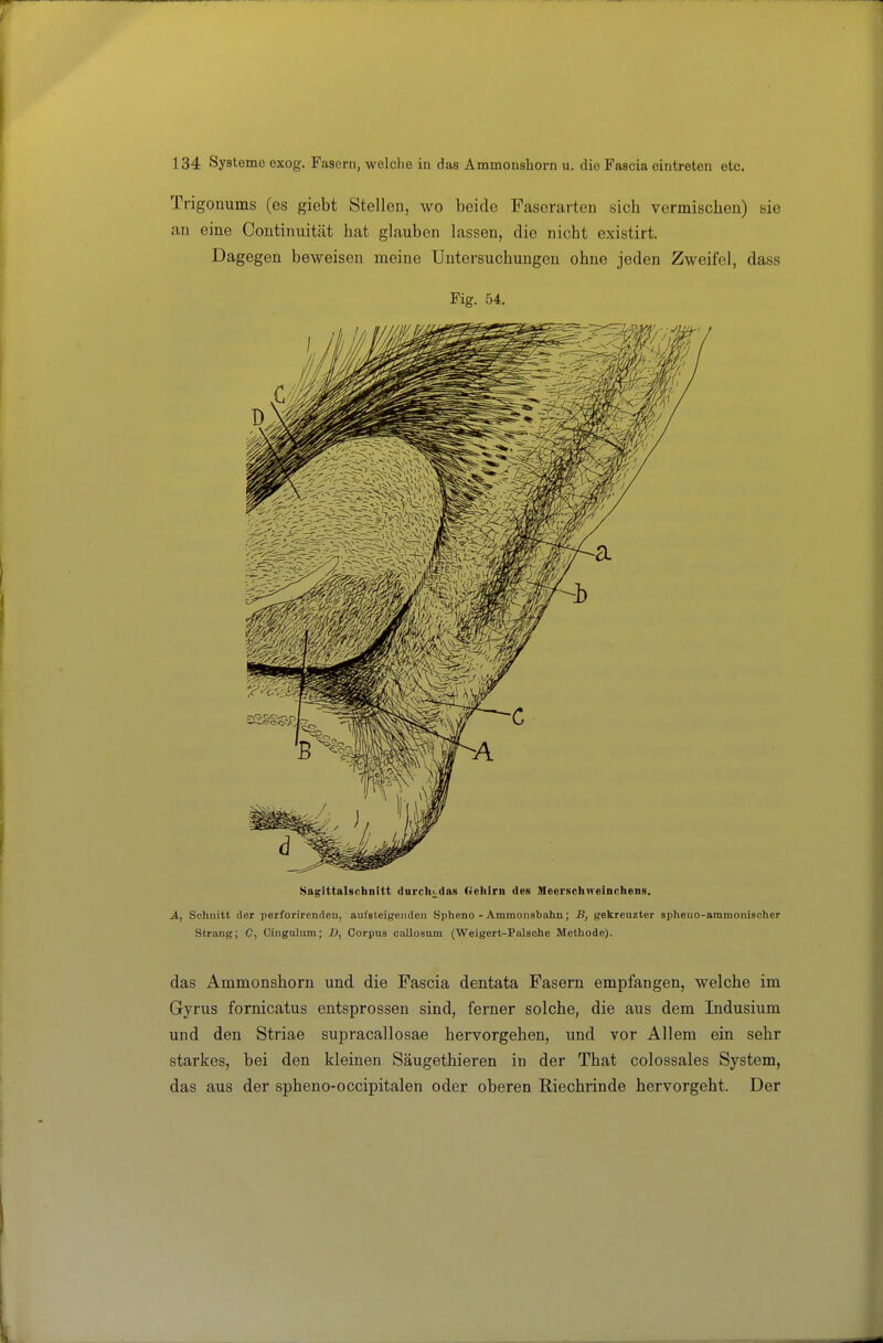 Trigonums (es giebt Stellen, wo beide Faserarten sich vermischen) sie an eine Continiütät hat glauben lassen, die nicht existirt. Dagegen beweisen meine Untersuchungen ohne jeden Zweifel, dass Fig. 54. Sagittalsclinitt durchi^das Gehirn des Meerschweinchens. A, Schnitt der perforirendeu, aufsteigenden Spheno - Ammonsbahn; B, gekreuzter spheno-ammonischer Strang; C, Cingulum; D, Corpus callosum (Weigert-Palsche Methode). das Ammonshorn und die Fascia dentata Fasern empfangen, welche im Gyrus fornicatus entsprossen sind, ferner solche, die aus dem Indusium und den Striae supracallosae hervorgehen, und vor Allem ein sehr starkes, bei den kleinen Säugethieren in der That colossales System, das aus der spheno-occipitalen oder oberen Riechrinde hervorgeht. Der