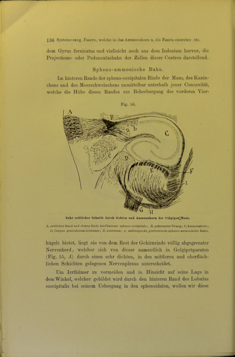 dem Gyrus fornicatus und vielleicht auch aus dem Indusium hervor, die Projections- oder Pedunculusbahn der Zellen dieser Centren darstellend. Spheno-ammonische Bahn. Im hinteren Rande der spheno-occipitalen Rinde der Maus, des Kanin- chens und des Meerschweinchens unmittelbar unterhalb jener Concavität, welche die Höhe dieses Randes zur Beherbergung des vorderen Vier- Fig. 56. Sehr seitlicher Schnitt durch Gehirn und Ammonshorn der 8 tägigon^Mans, A, seitlicher Band und oberes Ende desOentrum spheno-occipitale; JS, gekreuzter Strang; C, Ammonshorn ; D, Corpus geniculatum internnm; £, externum; a, aufsteigende, perforirende spheno-ammonische Balm, hügels bietet, liegt ein von dem Rest der Gehirnrinde völlig abgegrenzter Nervenherd, welcher sich von dieser namentlich in Golgipräparaten (Fig. 55, Ä) durch einen sehr dichten, in den mittleren und oberfläch- lichen Schichten gelegenen Nervenplexus imterscheidet. Um Irrthümer zu vermeiden und in Hinsicht auf seine Lage in dem Winkel, welcher gebildet wird durch den hinteren Rand des Lobulus soccipitalis bei seinem Uebergang in den sphenoidalen, wollen wir diese