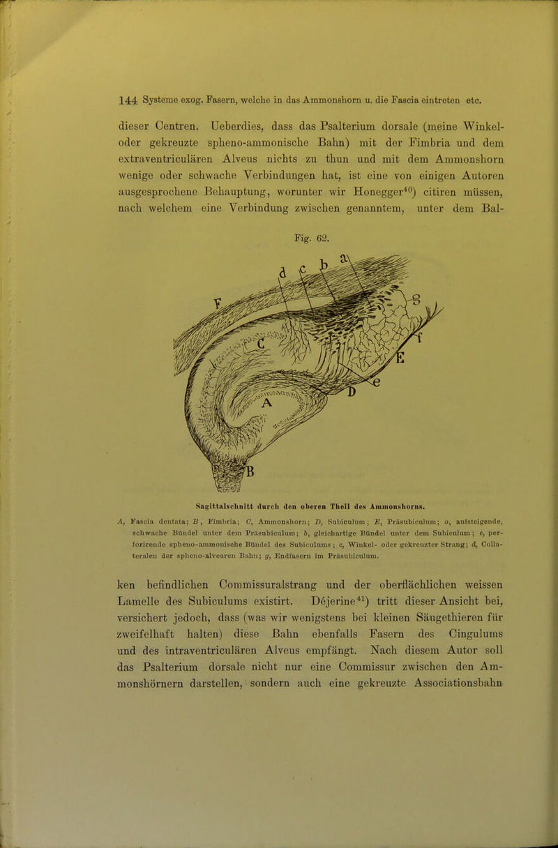 dieser Centren. üeberdies, dass das Psalterium dorsale (meine Winkel- oder gekreuzte spheno-ammonische Bahn) mit der Fimbria und dem extraventriculären Alveus nichts zu thun und mit dem Ammonshorn wenige oder schwache Verbindungen hat, ist eine von einigen Autoren ausgesprochene Behauptung, worunter wir Honegger**^) citiren müssen, nach welchem eine Verbindung zwischen genanntem, unter dem Bal- Fig. 62. Kngittalsclinitt dnrch den oberen Tlieil des AniiiionsIioriiH. A, Fascia dentata; -B, Pimbria; C, Ammonshorn; D, Subioulum ; E, Prilsubiculum; a, aufsteigende, schwache Bündel unter dem Präaubiculum; 6, gleichartige Bündel unter dem Subiculum; e, per- l'orirende spheno-ammonische Bündel des Subiculums ; c, Winkel- oder gekreuzter Strang; d, Collo- teralen der spheno-alvearen Bahn; g, Endfasern im Prilsubiculum. ken befindlichen Commissuralstrang und der oberflächlichen weissen Lamelle des Subiculums existirt. Dejerine^^) tritt dieser Ansicht bei, versichert jedoch, dass (was wir wenigstens bei kleinen Säugethieren für zweifelhaft halten) diese Bahn ebenfalls Fasern des Cingulums und des intraventriculären Alveus empfängt. Nach diesem Autor soll das Psalterium dorsale nicht nur eine Commissur zwischen den Am- monshörnern darstellen, sondern auch eine gekreuzte Associationsbahn