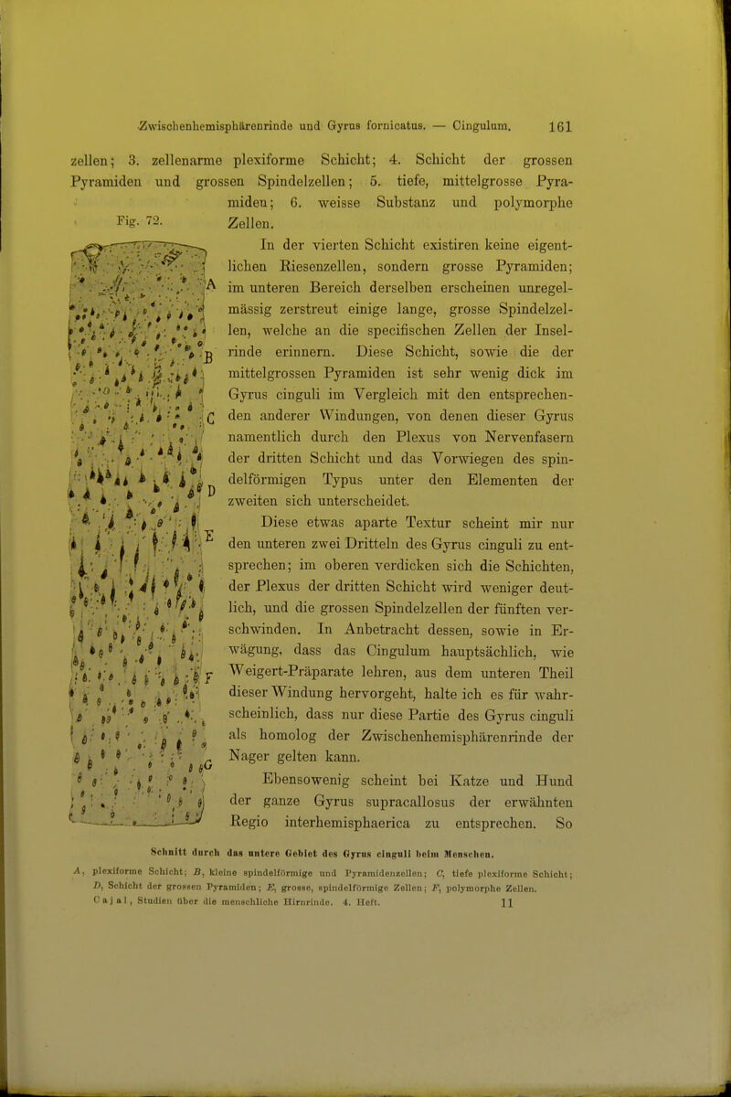 Zellen; 3. zellenarme plexiforme Schicht; 4. Schicht der grossen Pyramiden und grossen Spindelzellen; 5. tiefe, mittelgrosse Pyra- miden; 6. weisse Substanz und polymoi-phe Fig. 72. Zellen. vTi''' 'X^^ vierten Schicht existiren keine eigent- 'V: ; ..'1 liehen Riesenzellen, sondern grosse Pyramiden; '{A im unteren Bereich derselben erscheinen imregel- 'pS^>'''py -'^*^^'i 'i''l ^^ä,ssig zerstreut einige lange, grosse Spindelzel- len, welche an die specifischen Zellen der Insel- TD rinde erinnern. Diese Schicht, sowie die der .„ i -J^,,:*^*-' mittelgrossen Pyramiden ist sehr wenig dick im ■/ . 'f),.'4> , , ^ ^ Gyrus cinguli im Vergleich mit den entsprechen- l' - . * V ^ ■/ anderer Windungen, von denen dieser Gyrus ' 'ij:'' namentlich durch den Plexus von Nervenfasern Ä'*'* ^' flej dritten Schicht und das Vorwiegen des spin- V ♦ i L delförmigen Typus unter den Elementen der i i k • A* D * ; 'a , j zweiten sich unterscheidet, r* :'A h/' ' iV Diese etwas aparte Textur scheint mir nur i' j . ; 1 / l'-;^ den unteren zwei Dritteln des Gyrus cinguli zu ent- sprechen; im oberen verdicken sich die Schichten, • '^'41 * f ^' Plexus der dritten Schicht wird weniger deut- L , '• ■■, ■ i ' f.'^ i lieh, und die grossen Spindelzellen der fünften ver- '4 *'pV' '' ^V* '■ schwinden. In Anbetracht dessen, sowie in Er- i ^^^^Siing, dass das Cingulum hauptsächlich, wie ]}V «.'« ' i i% l -/l'V ^eigert-Präparate lehren, aus dem unteren Theil f & 1 t A « : '-»^ dieser Windung hervorgeht, halte ich es für wahr- ! i' i's 9 -0' 6 scheinlich, dass nur diese Partie des Gyrus cinguli als homolog der Zwischenhemisphärenrinde der Nager gelten kann. Ebensowenig scheint bei Katze und Hund der ganze Gyrus supracallosus der erwähnten Regio interhemisphaerica zu entsprechen. So Sclinitt durch das nntore Gebiet des Gyrus cliiguU l)oiiii Mcnsclien. A, plexiforme Schicht; 5, kleine spindelförmige und PyramidenzcUon; C, tiefe plexiforme Schicht; D, Schicht der grossen Pyramiden; J7, grosse, spindelförmige Zellen; F, polymorphe Zellen. C aj al, Studien üher die menschliche Hirnrinde. 4. Heft. 11