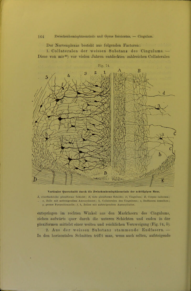 Der Nervenplexus besteht aus folgenden Factoren: 1. Collateralen der weissen Substanz des Cingulums. — Diese von mir**) vor vielen Jahren entdeckten' zahlreichen Collateralen Fis. 74. Tertlcaler Querschnitt dnrch die Zirischenhoniispliüreiiriiide der achttägigen Mans. A, oberflächliche plexiforme Schicht; B, tiefe plexiforme Schicht; D, Cingulum; E, Corpus callosum; a, Zelle mit aufsteigendem Axencylinder; 6, Collateralen des Cingulums; c, Endfasern desselben; g, grosse Pyramidenzelle; f, h, Zellen mit aufsteigendem Axencylinder. entspringen im rechten Winkel aus den Markfasern des Cingulums, ziehen aufwärts quer durch die unteren Schichten und enden in der plexiformen mittelst einer weiten und reichlichen Verzweigung (Fig. 74, b). 2. Aus der weissen Substanz stammende Endfasern. — In den horizontalen Schnitten trifft man, wenn auch selten, aufsteigende
