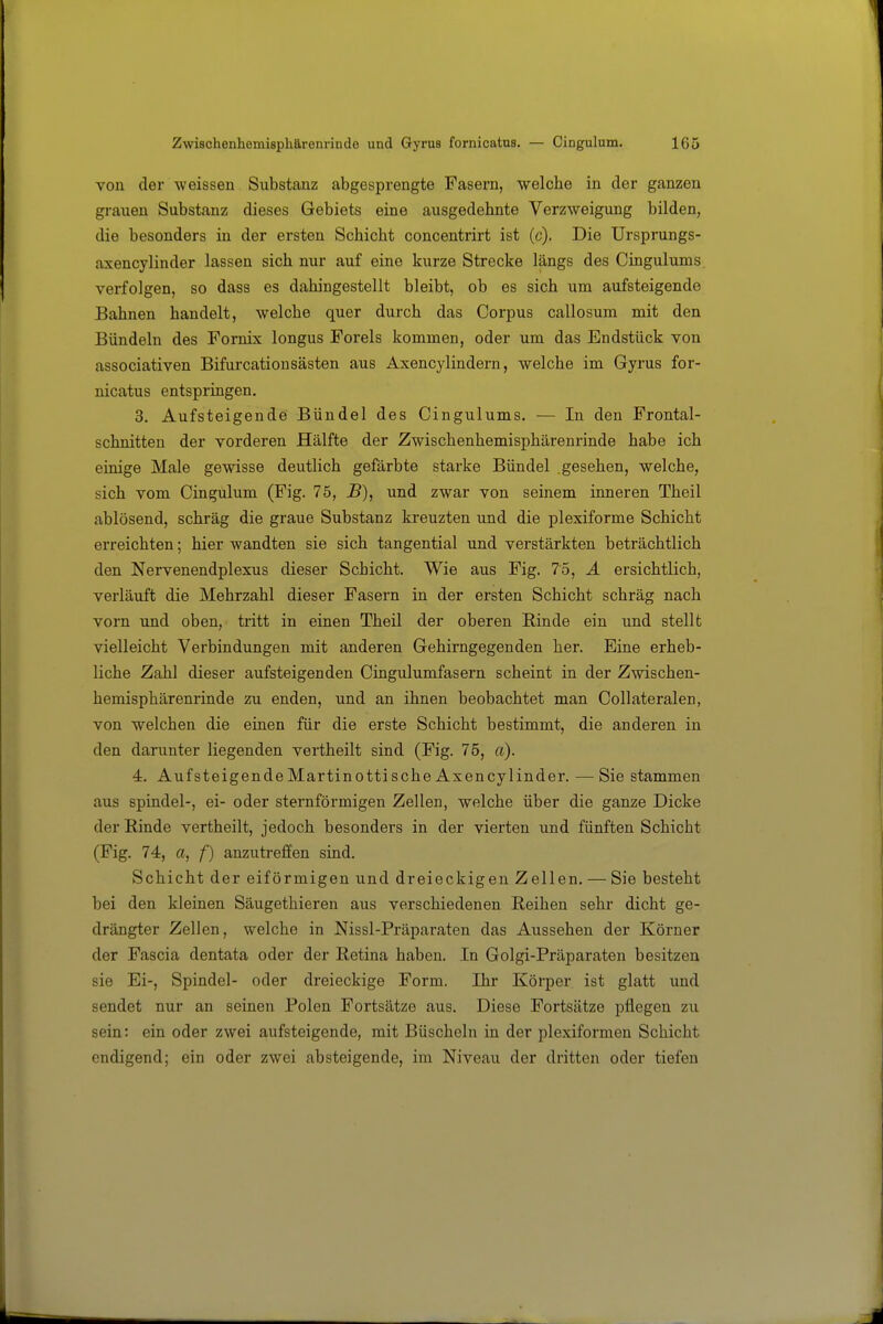 von der weissen Substanz abgesprengte Fasern, welche in der ganzen grauen Substanz dieses Gebiets eine ausgedehnte Verzweigung bilden, die besonders in der ersten Schicht concentrirt ist (c). Die Ursprungs- axencylinder lassen sich nur auf eine kurze Strecke längs des Cingulums verfolgen, so dass es dahingestellt bleibt, ob es sich um aufsteigende Bahnen handelt, welche quer durch das Corpus callosum mit den Bündeln des Fornix longus Foreis kommen, oder um das Endstück von associativen Bifurcationsästen aus Axencylindern, welche im Gyrus for- nicatus entspringen. 3. Aufsteigende Bündel des Cingulums. — In den Frontal- schnitten der vorderen Hälfte der Zwischenhemisphärenrinde habe ich einige Male gewisse deutlich gefärbte starke Bündel .gesehen, welche, sich vom Cingulum (Fig. 75, B), und zwar von seinem inneren Theil ablösend, schräg die graue Substanz kreuzten und die plexiforme Schicht erreichten; hier wandten sie sich tangential und verstärkten beträchtlich den Nervenendplexus dieser Schicht. Wie aus Fig. 75, A ersichtlich, verläuft die Mehrzahl dieser Fasern in der ersten Schicht schräg nach vorn und oben, tritt in einen Theil der oberen Rinde ein und stellt vielleicht Verbindungen mit anderen Gehirngegenden her. Eine erheb- liche Zahl dieser aufsteigenden Cingulumfasern scheint in der Zwischen- hemisphärenrinde zu enden, und an ihnen beobachtet man Collateralen, von welchen die einen für die erste Schicht bestimmt, die anderen in den darunter liegenden vertheilt sind (Fig. 75, a). 4. AufsteigendeMartinottische Axencylinder. —Sie stammen aus Spindel-, ei- oder sternförmigen Zellen, welche über die ganze Dicke der Rinde vertheilt, jedoch besonders in der vierten und fünften Schicht (Fig. 74, a, f) anzutreffen sind. Schicht der eiförmigen und dreieckigen Zellen. — Sie besteht bei den kleinen Säugethieren aus verschiedenen Reihen sehr dicht ge- drängter Zellen, welche in Nissl-Präparaten das Aussehen der Körner der Fascia dentata oder der Retina haben. In Golgi-Präparaten besitzen sie Ei-, Spindel- oder dreieckige Form. Ihr Körper ist glatt und sendet nur an seinen Polen Fortsätze aus. Diese Fortsätze pflegen zu sein: ein oder zwei aufsteigende, mit Büscheln in der plexiformen Schicht endigend; ein oder zwei absteigende, im Niveau der dritten oder tiefen